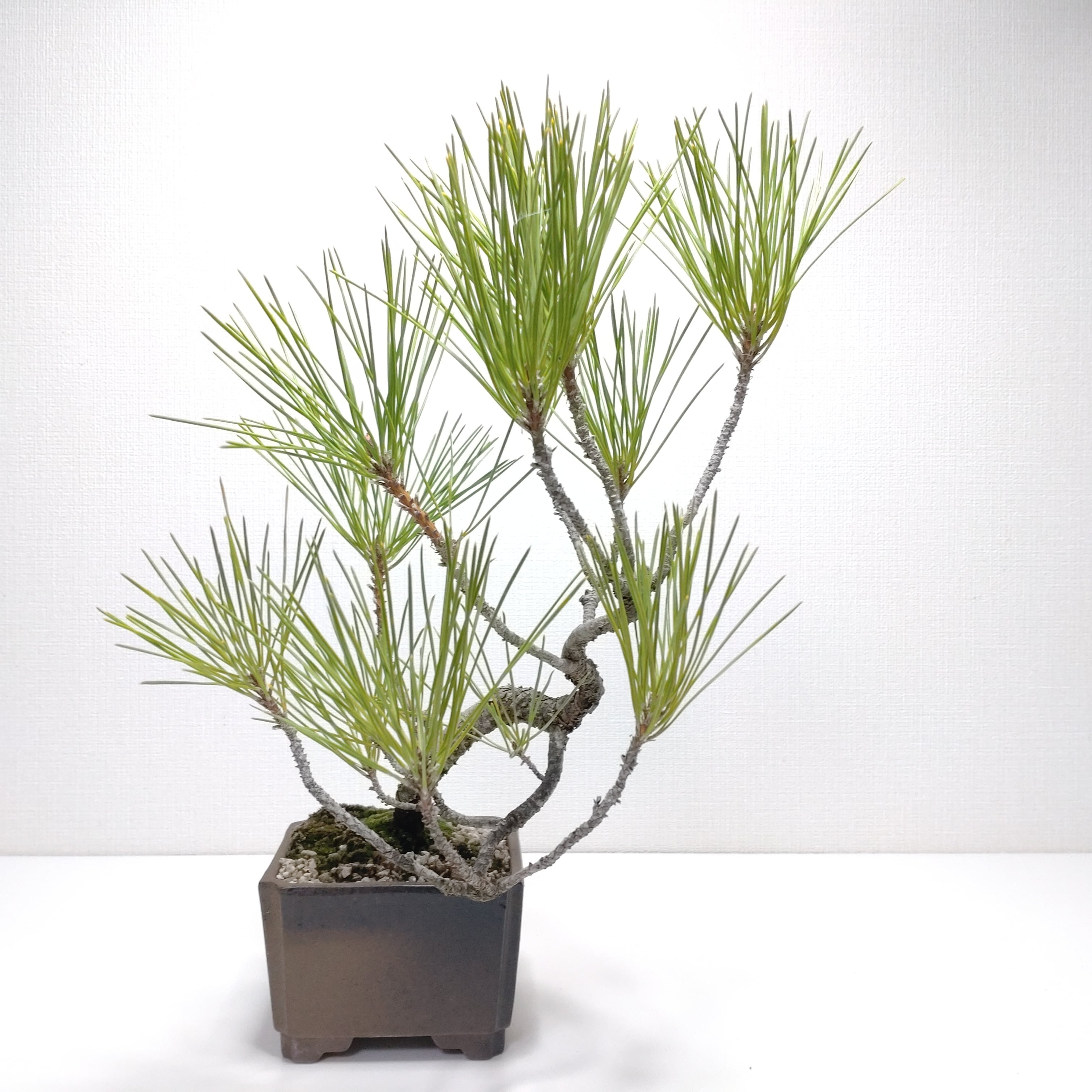 檜（ヒノキ）盆栽 SS004 檜（ヒノキ）盆栽 SS004