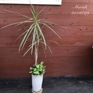 観葉植物 寄せ植えホワイトボリー　ご近所さま限定