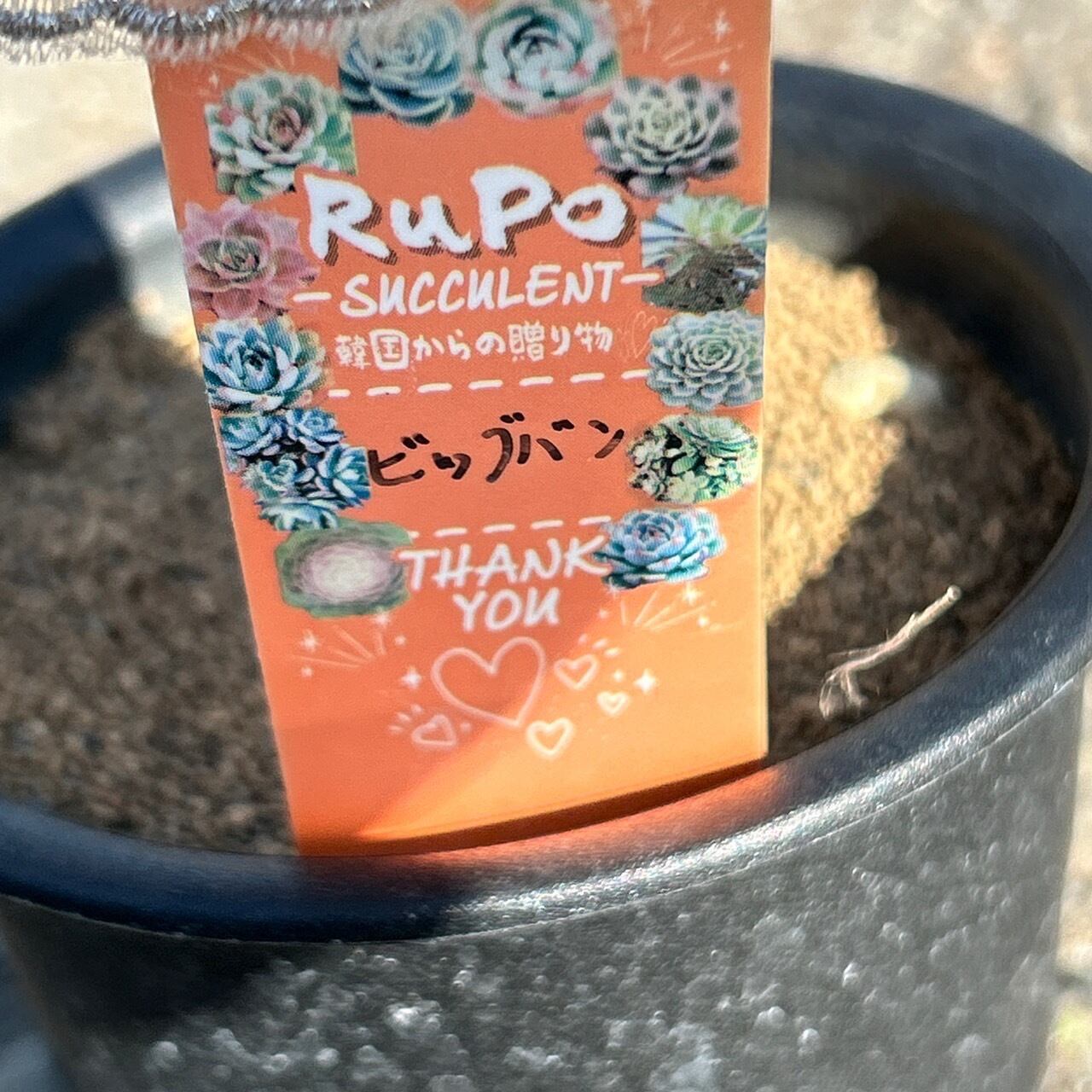ビックバン(アエオニウム) | RuPo 多肉植物専門店