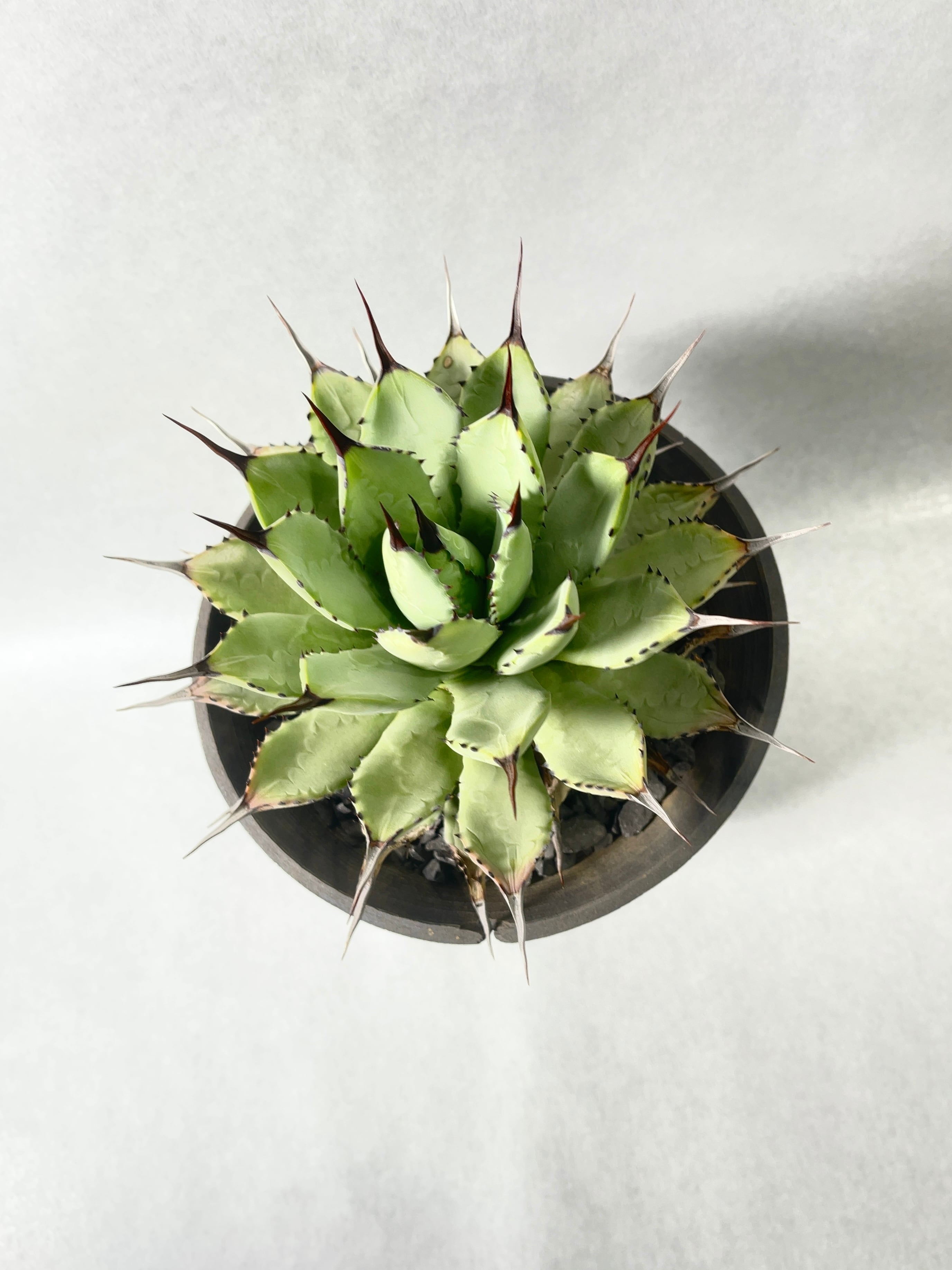 アガベ・ポタトラムhyb. | trigger