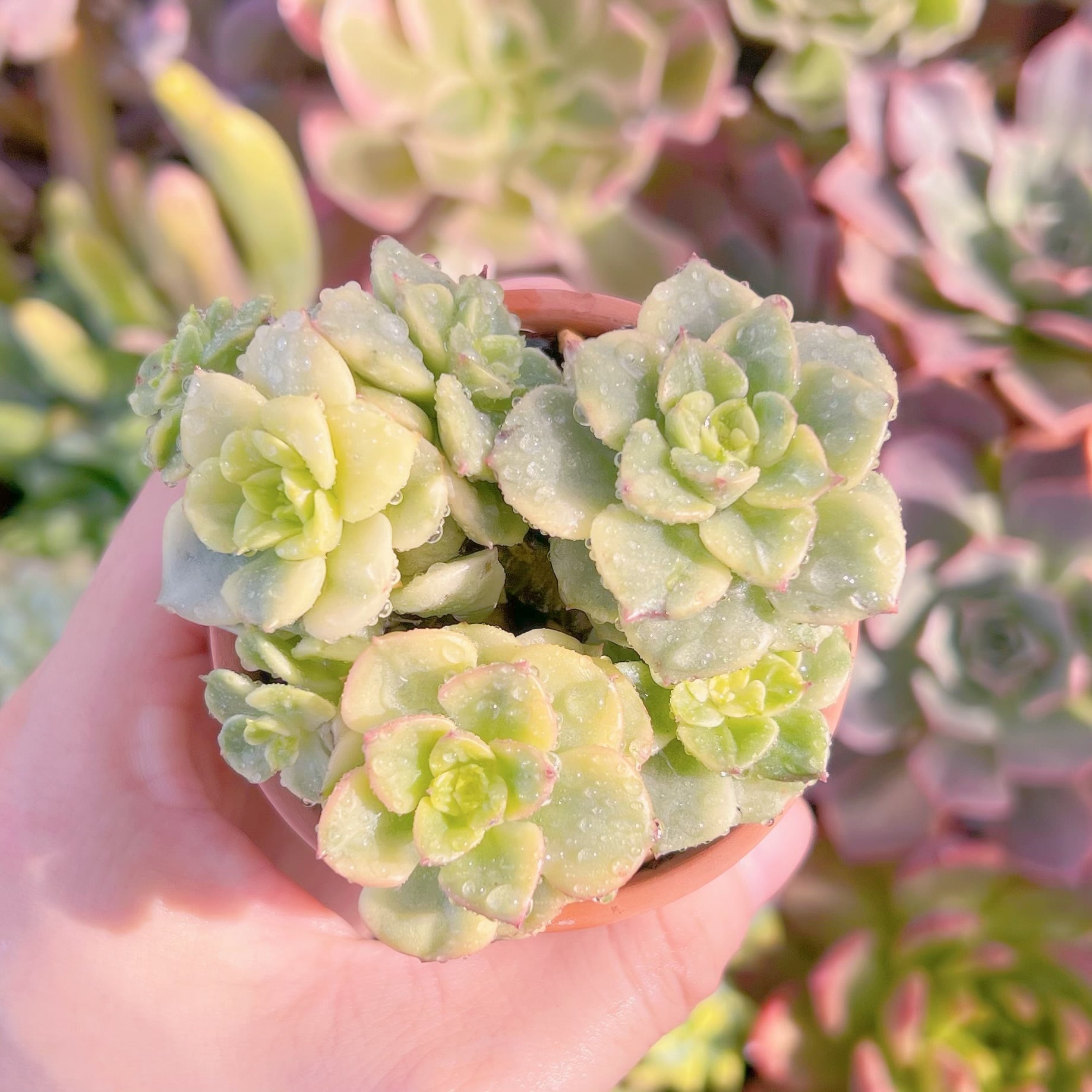 多肉植物　ヌダ錦群生　新入荷　るる農園