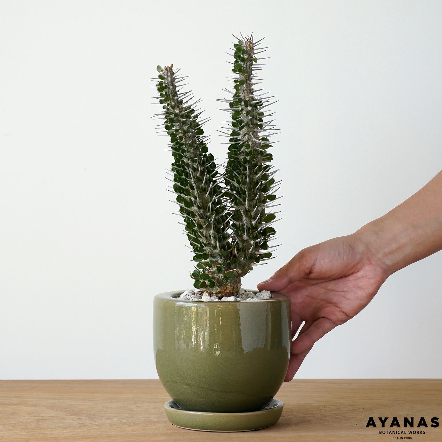 SPECIAL | AYANAS（アヤナス）｜観葉植物のセレクトショップ・通販