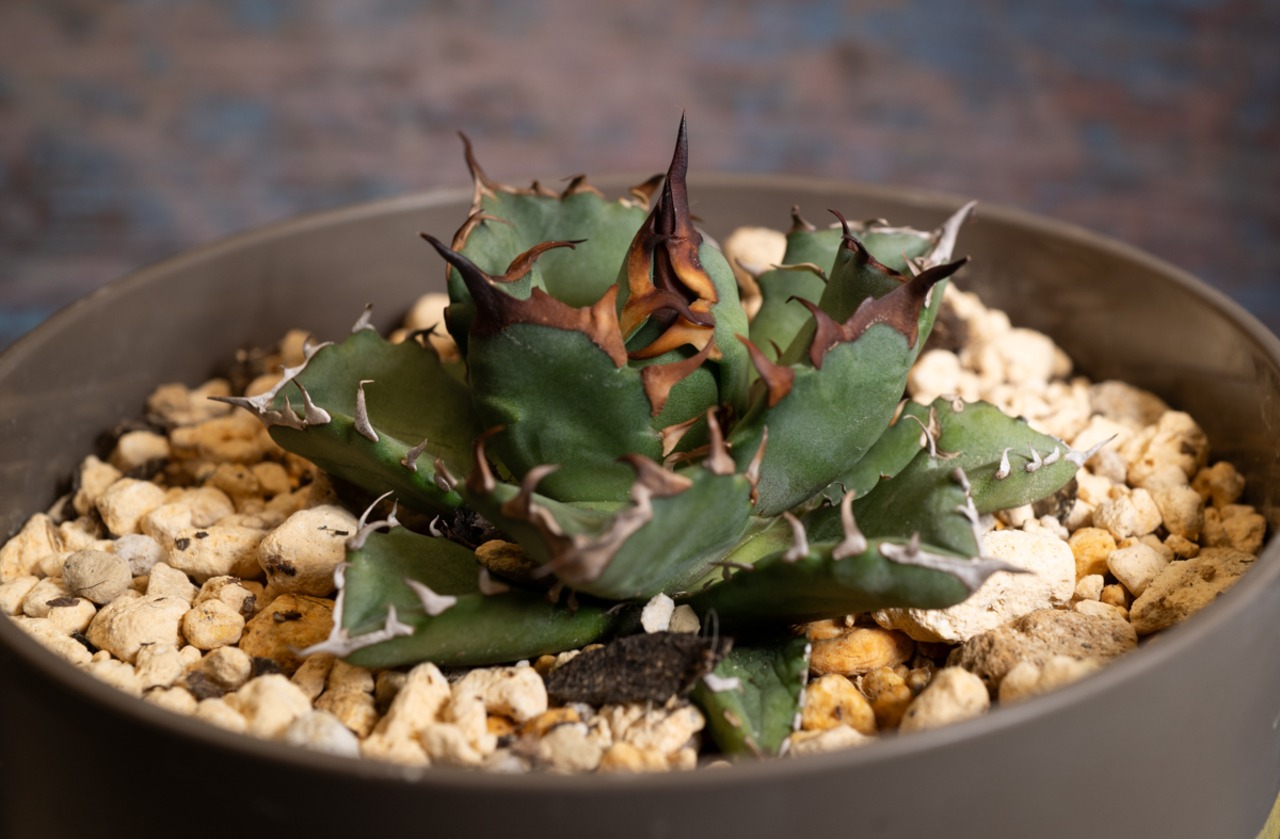 【国内株】アガベ チタノタ 姫厳竜④ 画像4