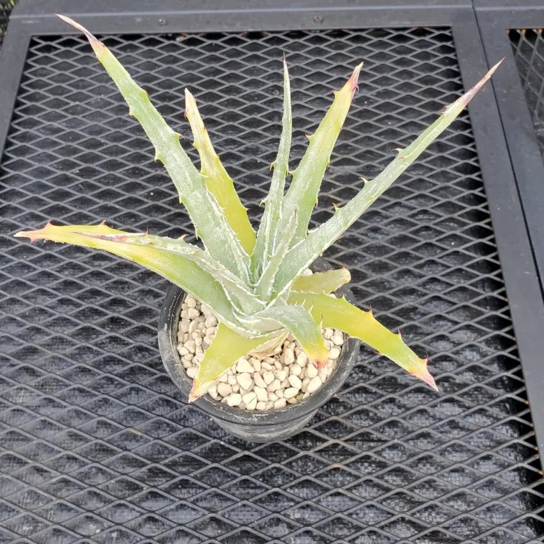 Hechtia（ヘクチア） | レアプランツ通販サイトPlants Maniax