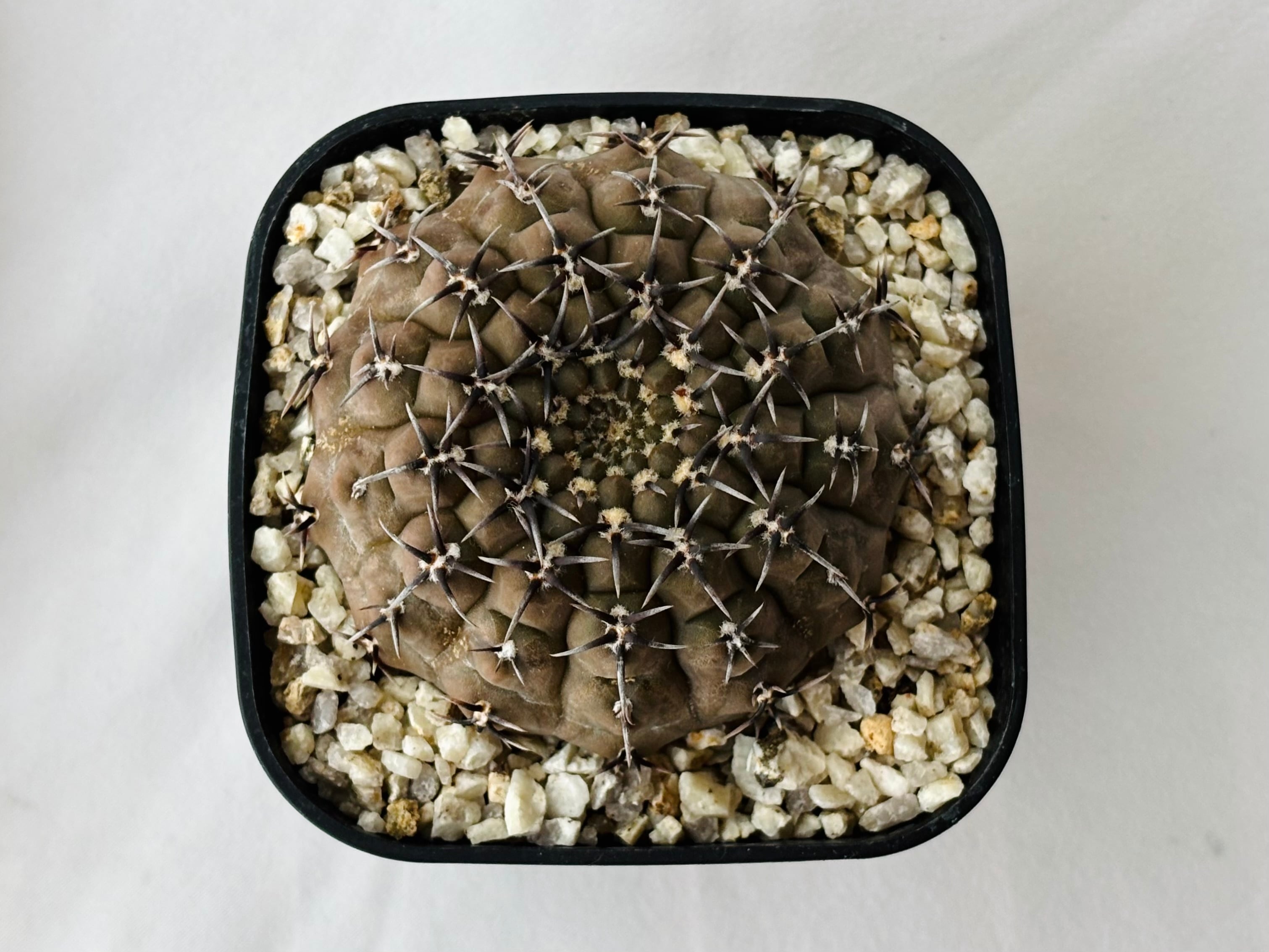 Gymnocalycium asterium ギムノカリキウム 黒刺鳳頭 サボテン | plants
