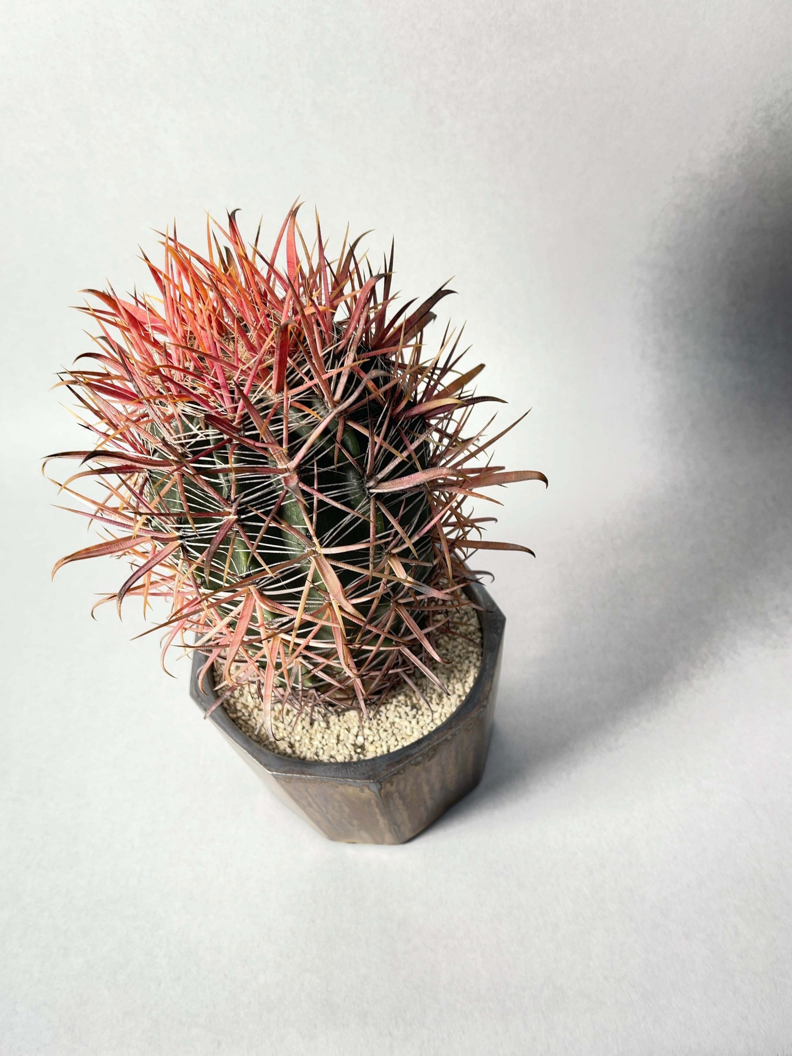 鯱頭　フェロカクタス　赤棘 9c61e62414511704d5148fa18340bf