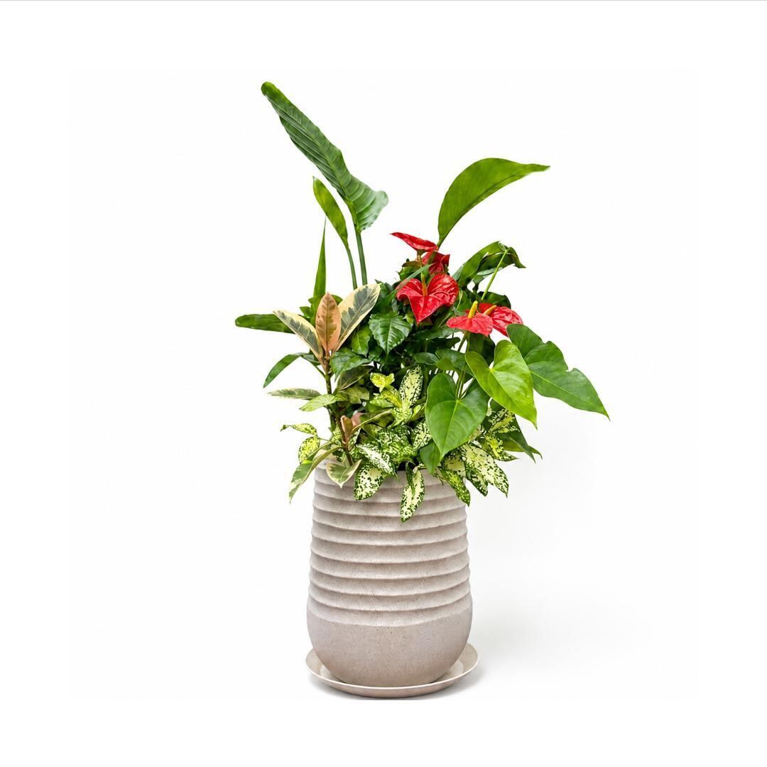 アジアン風デザインのお洒落な豪華寄せ植え観葉植物(豪華寄植え 8号 陶器鉢)