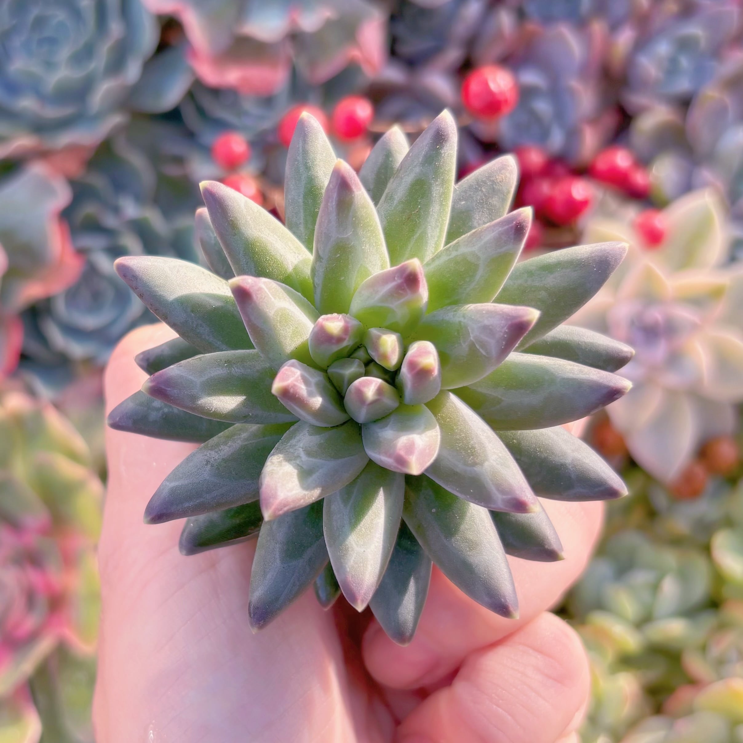 多肉植物　新品種　ゴッホ　新入荷　るる農園