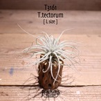 【送料無料】テクトラム L〔エアプランツ〕現品発送T3161