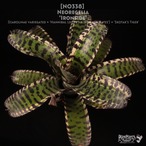【送料無料】Neoregelia 'Ironside'〔ネオレゲリア〕現品発送N0338