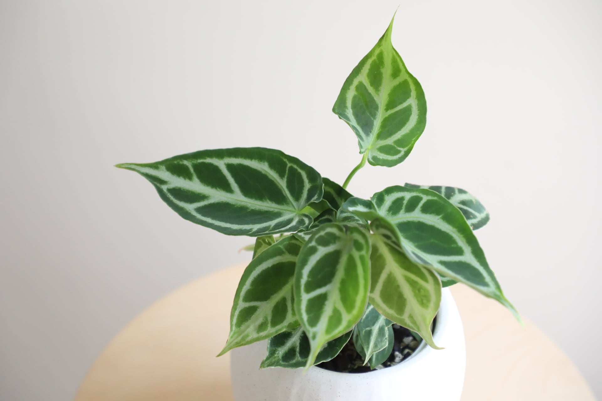 S】アンスリウム クリスタリナム/Anthurium | 【厳選植物・器】MIDORI