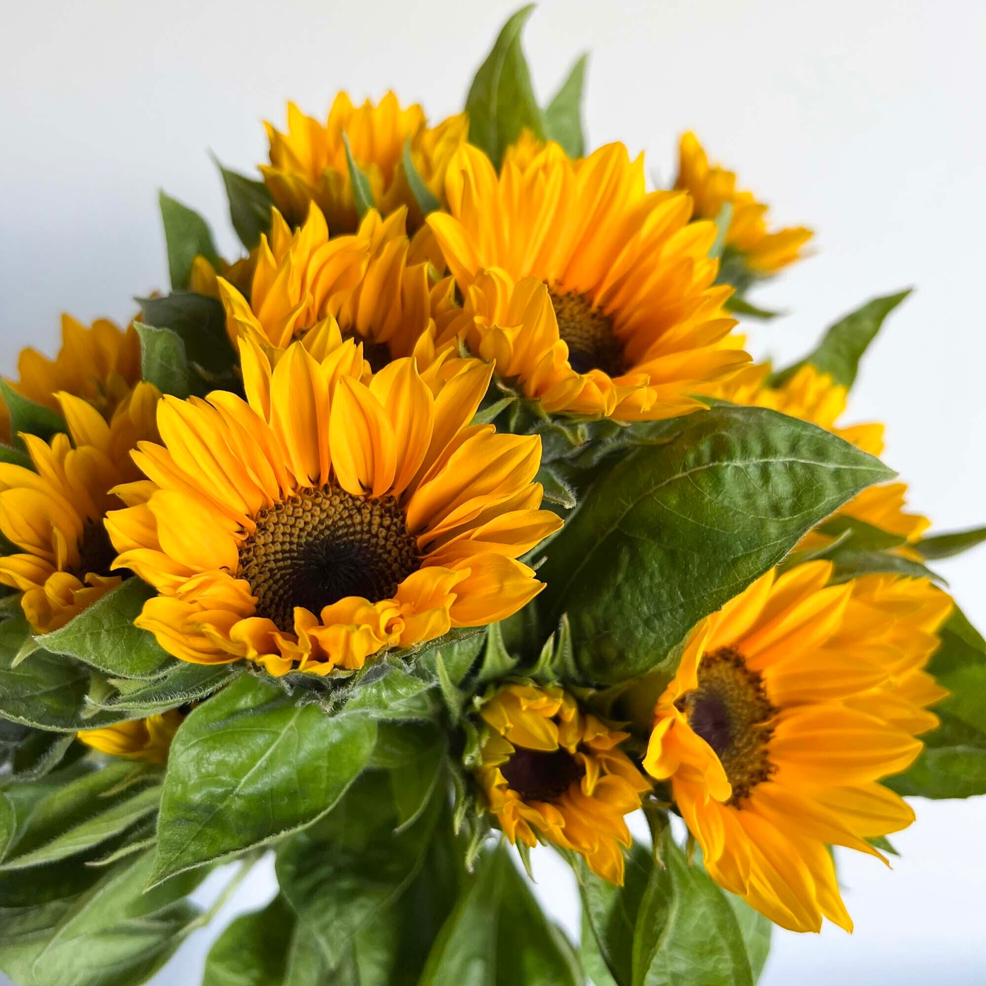 向日葵〈ひまわり〉30本 mix☆フラワーロス削減 | 2020スマイル