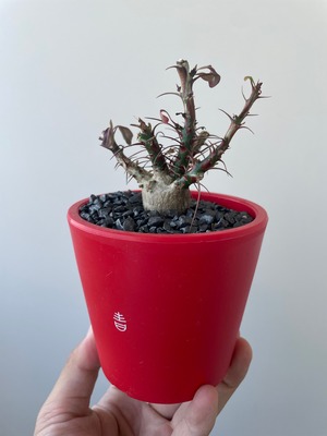 【新着】Fouquieria fasciculata× ボクタノ鉢【BOKU HA TANOSII・ぷっくり選抜実生株】フォークイエリア ファシクラータ_4