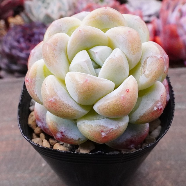 お買い得！【アイシス 3 】今回だけの特別価格　韓国多肉　レア