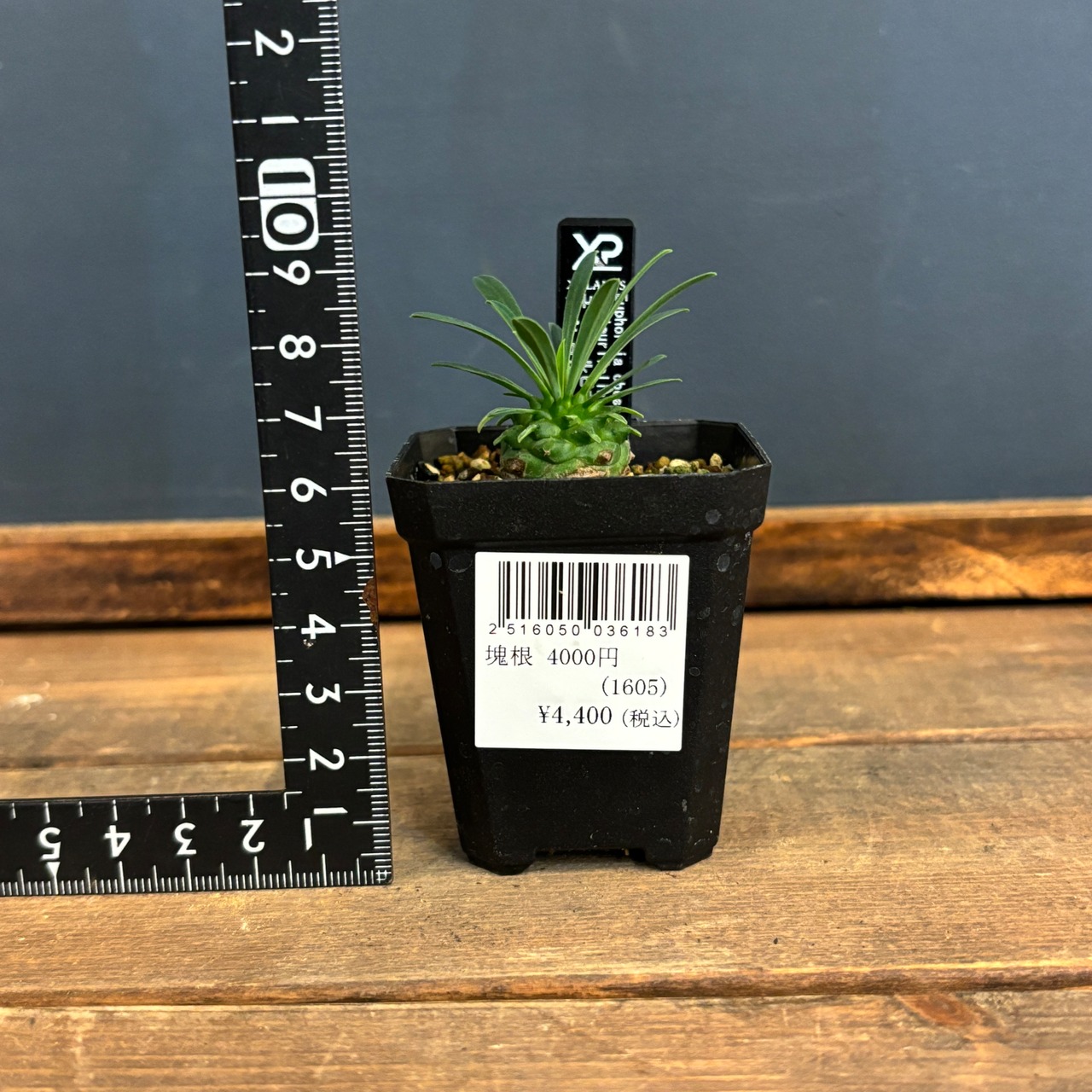 ユーフォルビア　オベサ × ブプレウリフォリア【028】