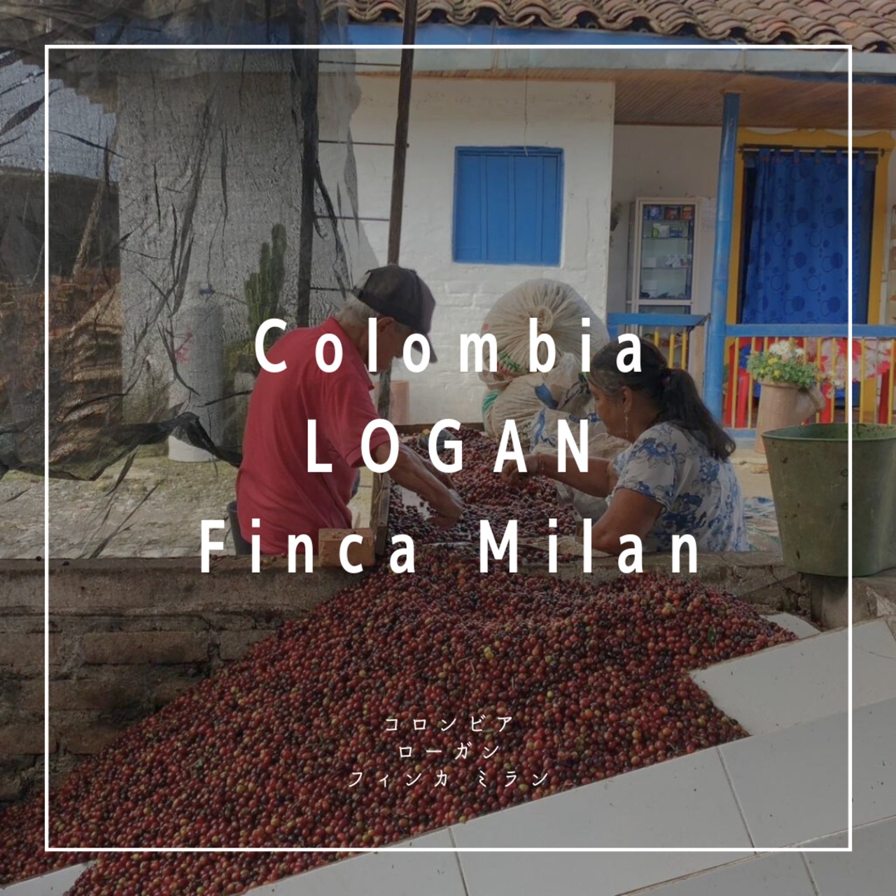 Finca Milan LOGAN | 野津田焙煎研究所