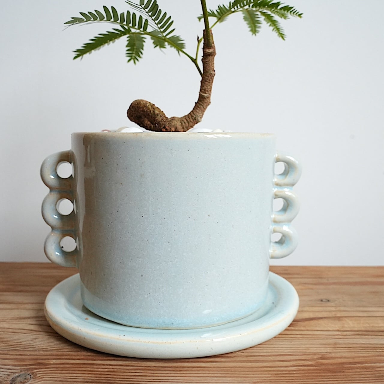 送料込み】観葉植物 エバーフレッシュ 曲がり仕立て 4号サイズ 陶器鉢