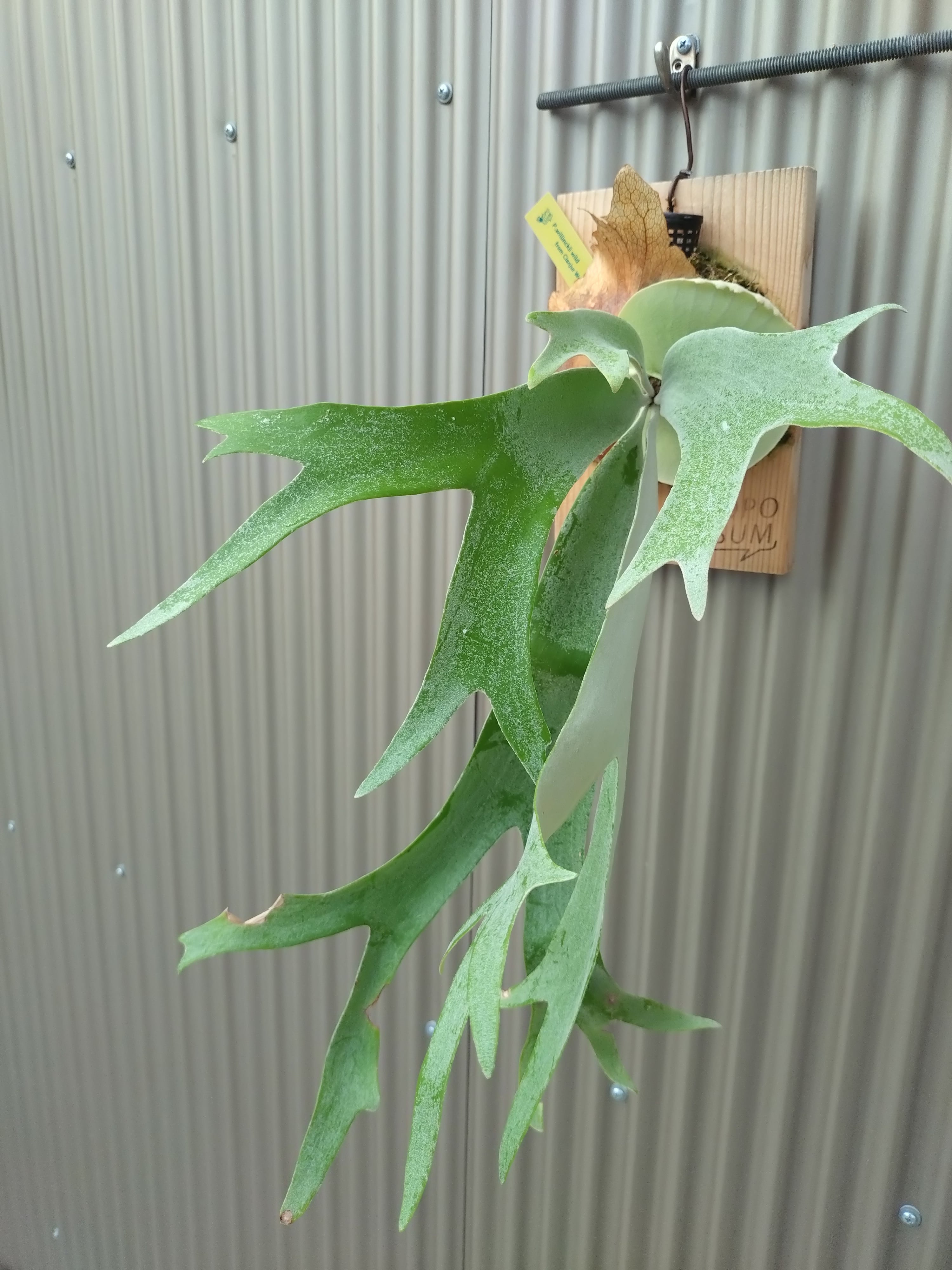 ビカクシダ P.Willinckii wild from Cianjur West Java | opossum