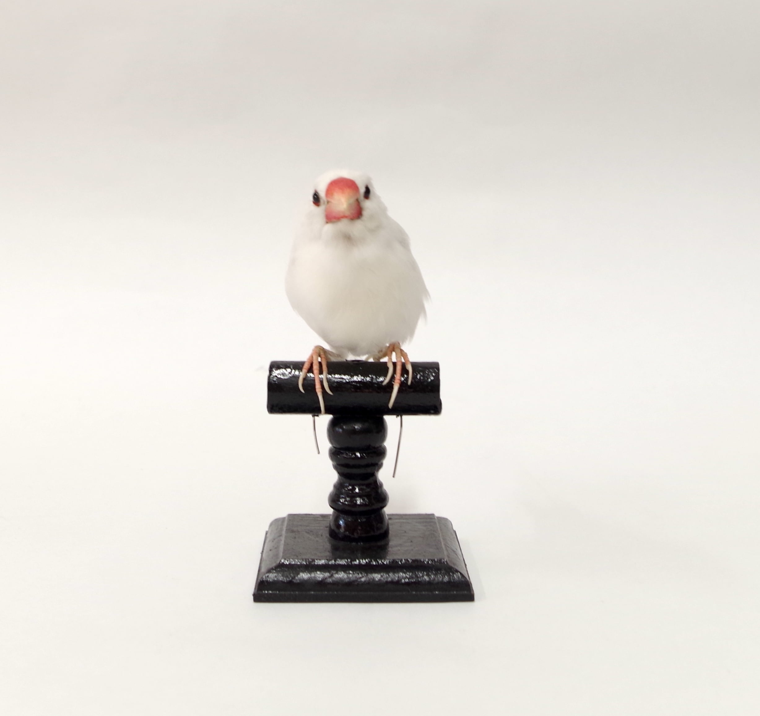 剥製 | アトリエ杉本