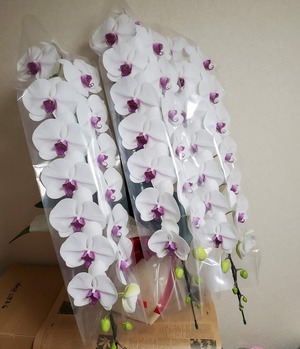【生花　花鉢】胡蝶蘭　3本立ち　ロングタイプ　紅白