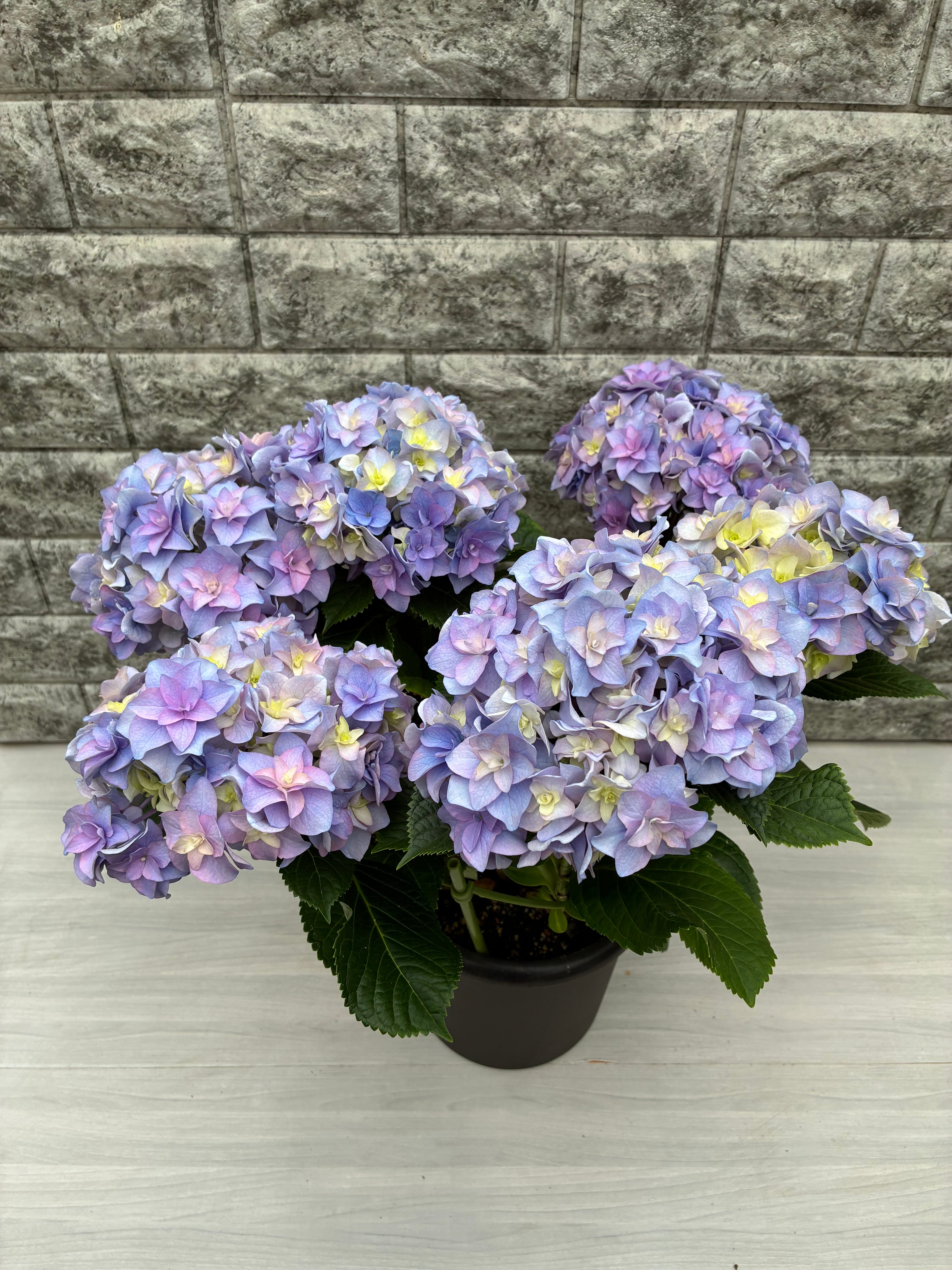 u*0様 アジサイ　6種6鉢 紫陽花 翼 青仕立て/あじさい6号鉢 | 三浦園芸