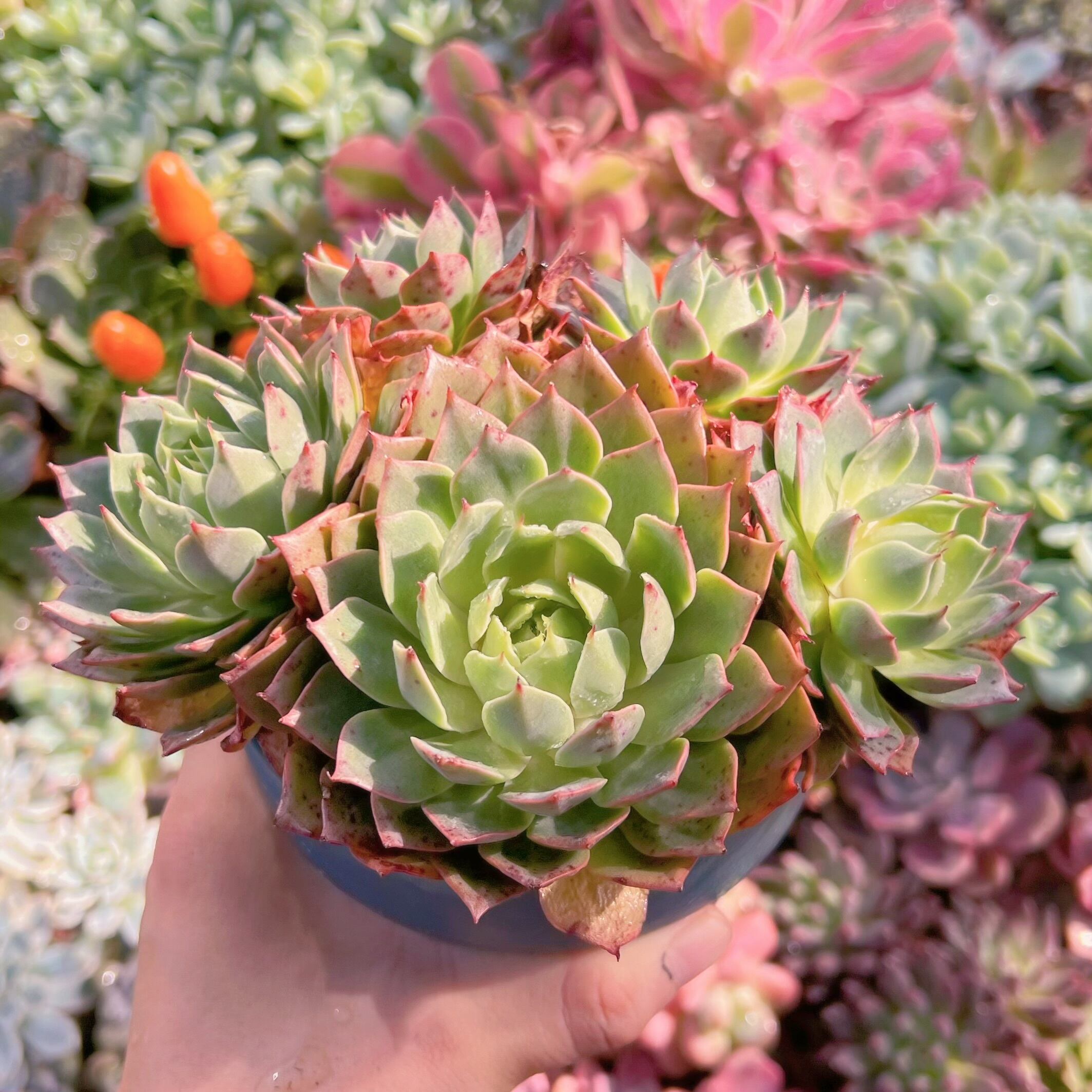 多肉植物 リンゼアナ 特大群生 新入荷 るる農園 | るる農園~多肉植物専門