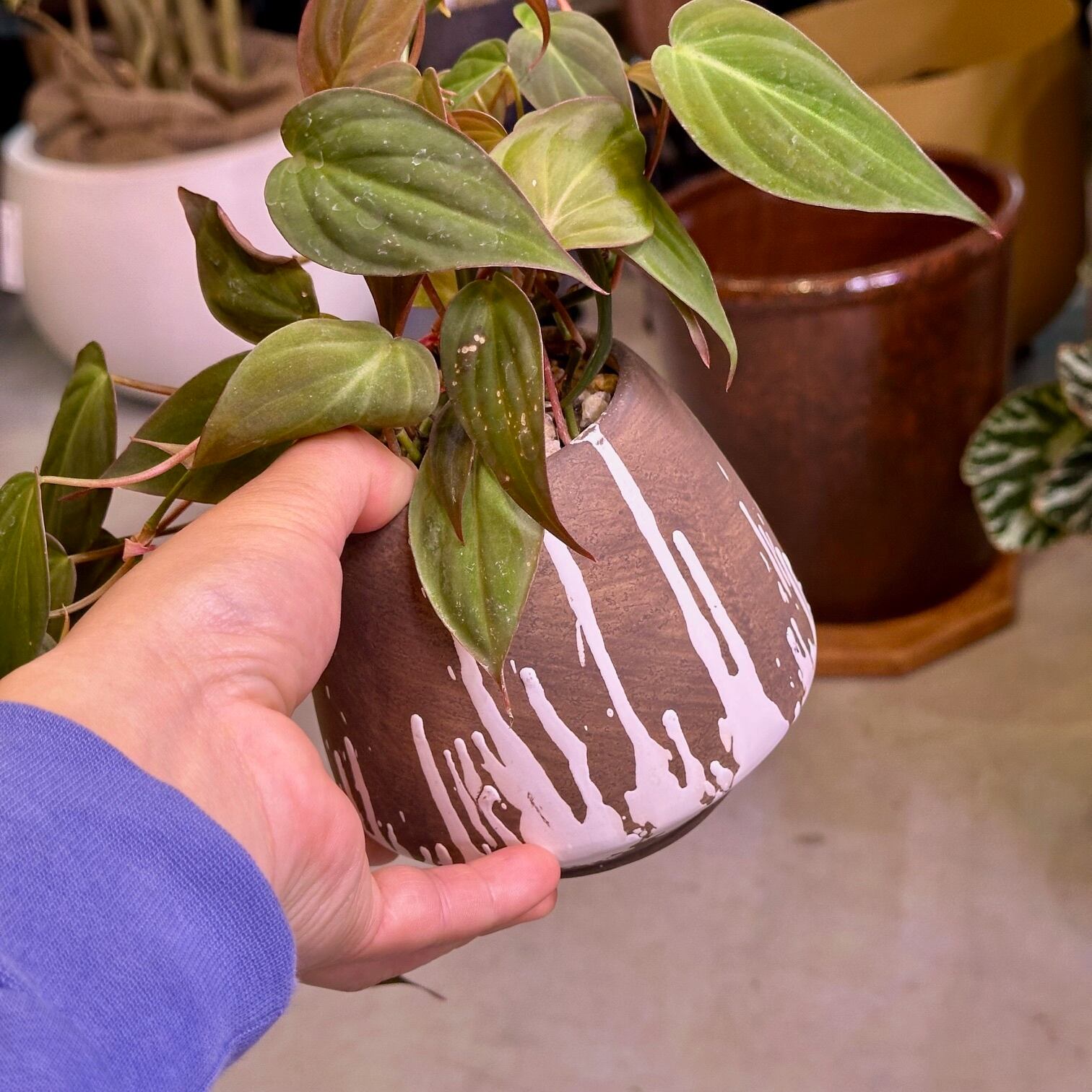 フィロデンドロン ミカンス | barrelplants_BONSAI