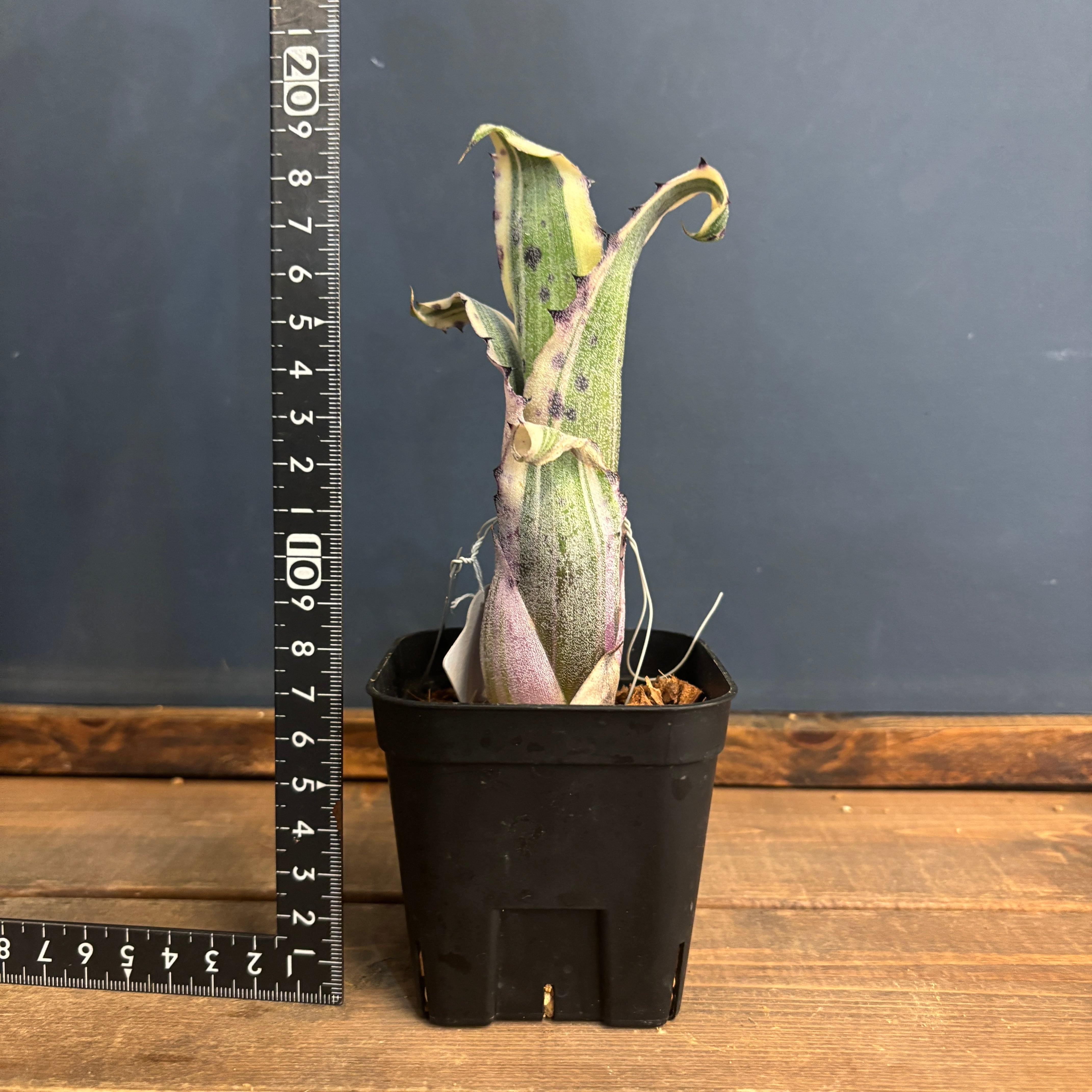 ホヘンベルギア カーラ 最高株 Lサイズ‼️締まり良し サ