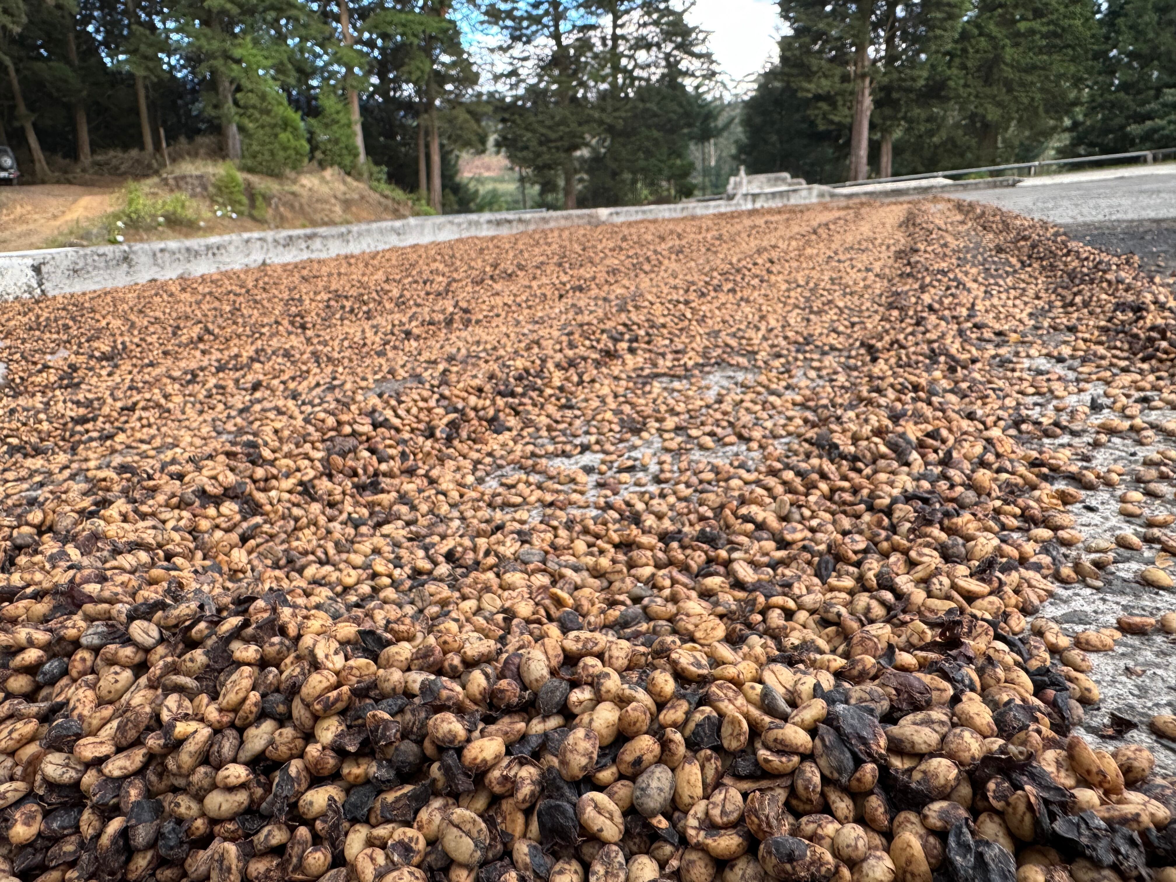 生豆1kg】Costarica Volcan Azul JAVA Anaerobic Natural