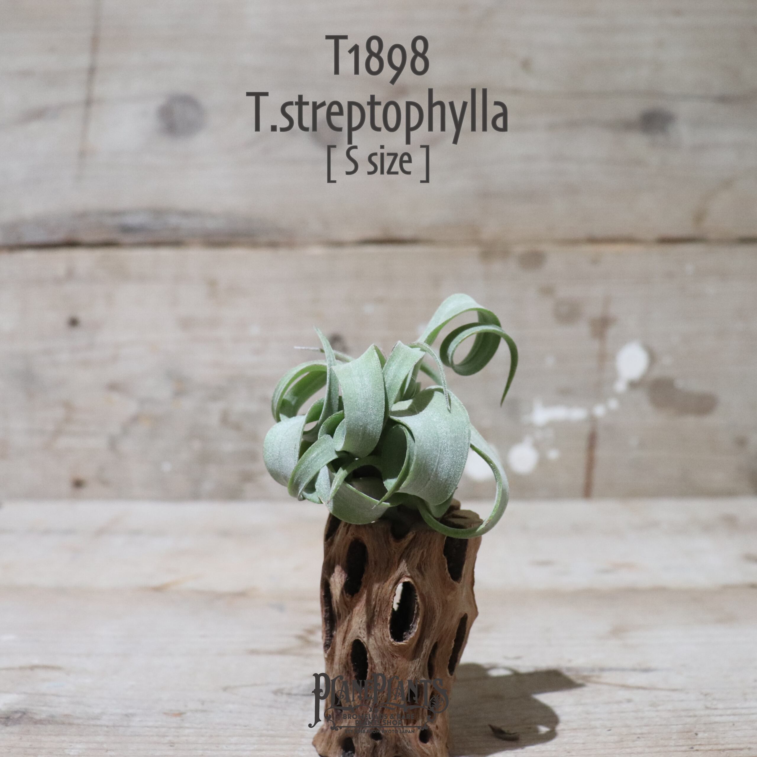 【送料無料】ストレプトフィラ S〔エアプランツ〕現品発送T1898