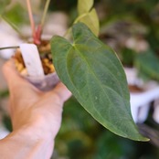 アンスリウム エース オブ スペード(AOS) × パピリラミナム(FS)② / Anthurium Ace of spades × Papillilaminum / 観葉植物<育て方・花言葉>