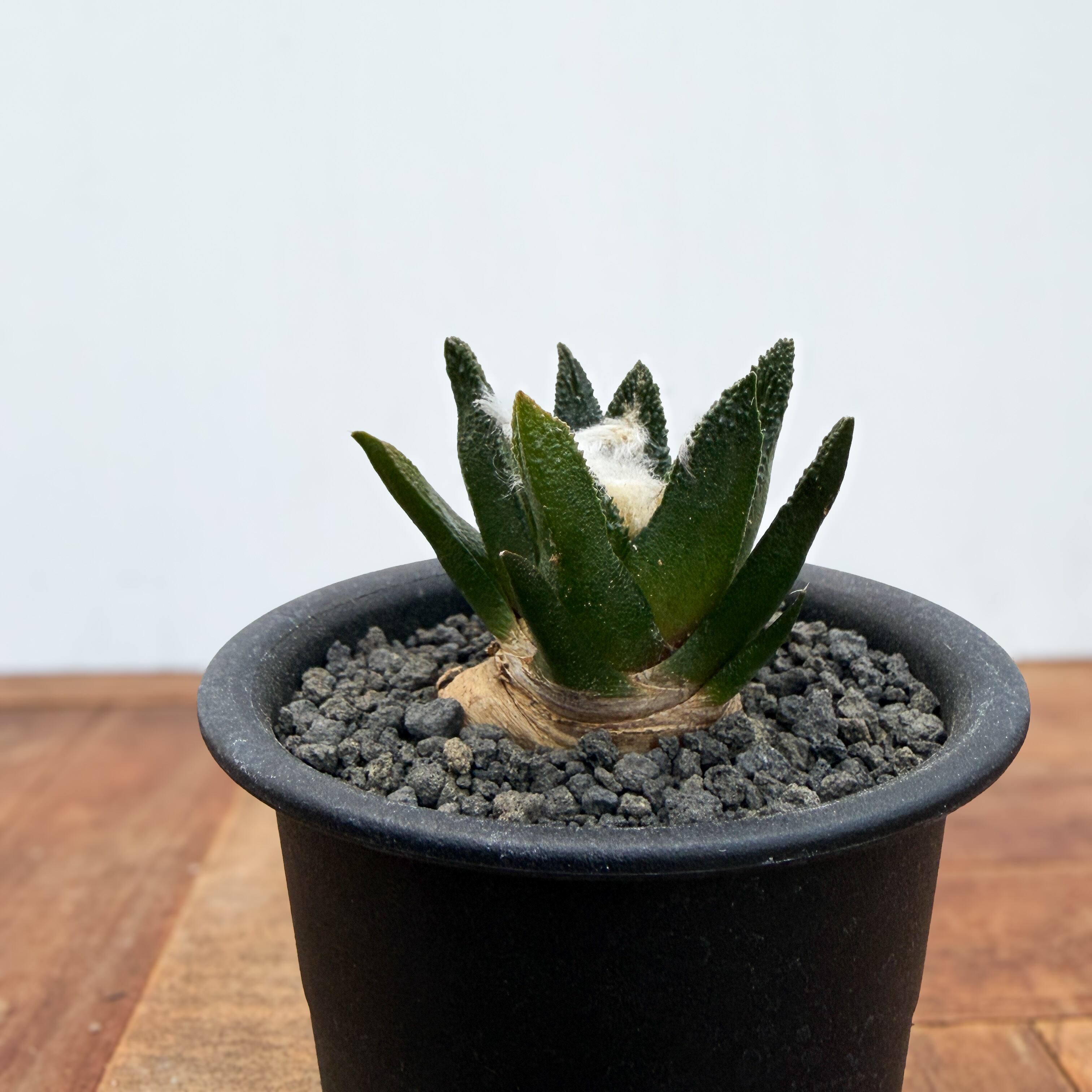 アリオカルプス ブラボアナス 国内実生 Ariocarpus bravoanus【アリオカルプス・ブラボアナス・実生