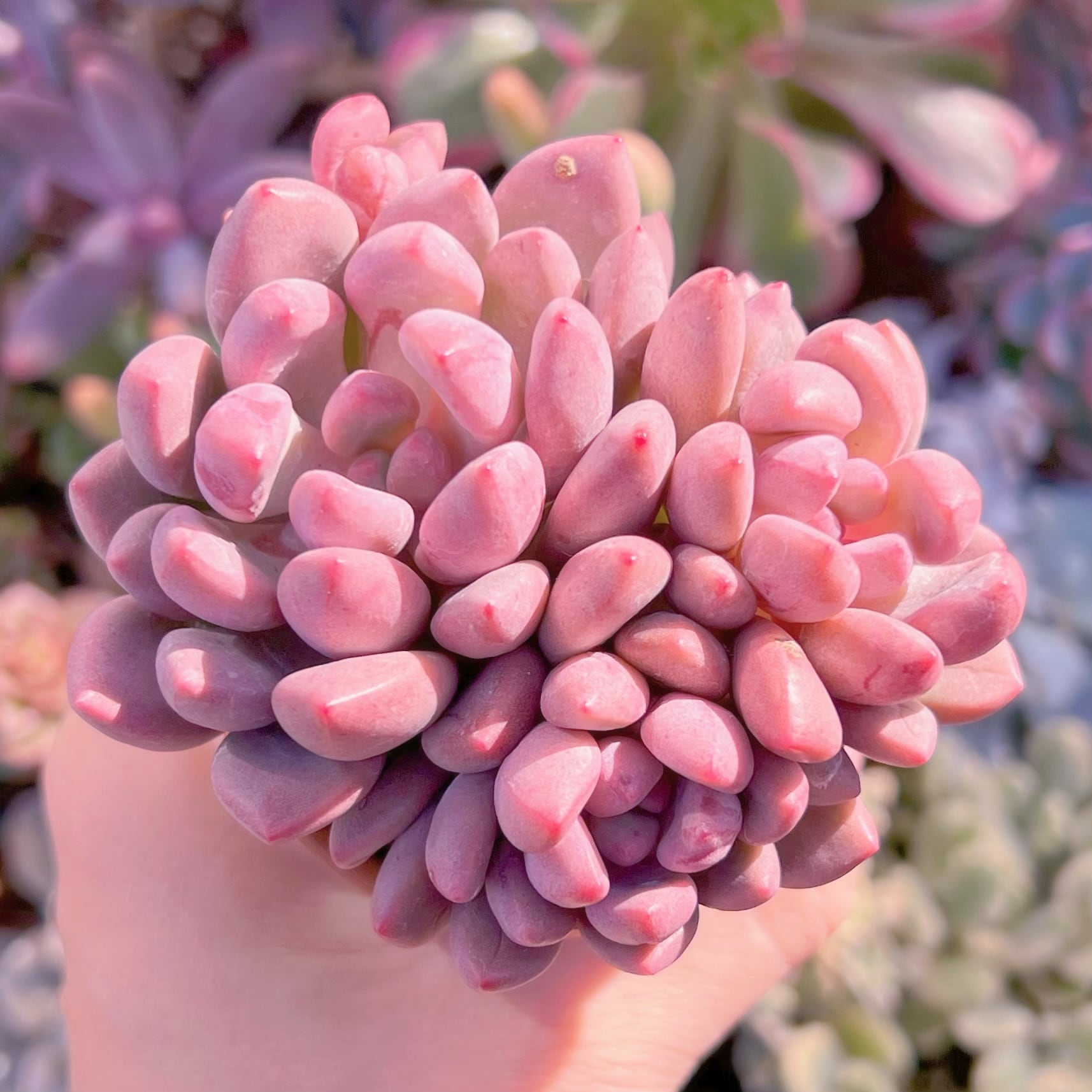 多肉植物　ルビードナx紅トンボ　群生　新入荷　るる農園