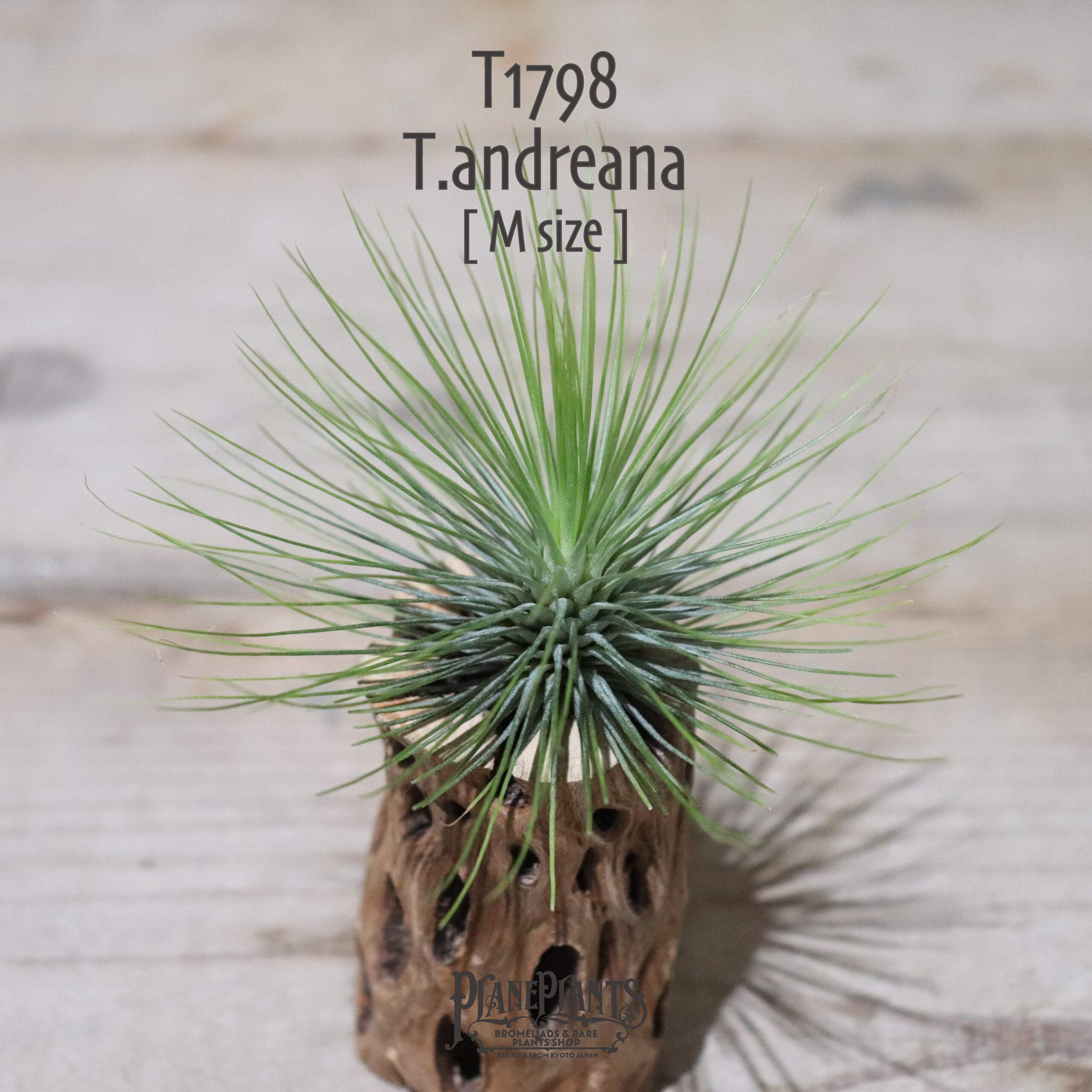 【送料無料】アンドレアナ M〔エアプランツ〕現品発送T1798