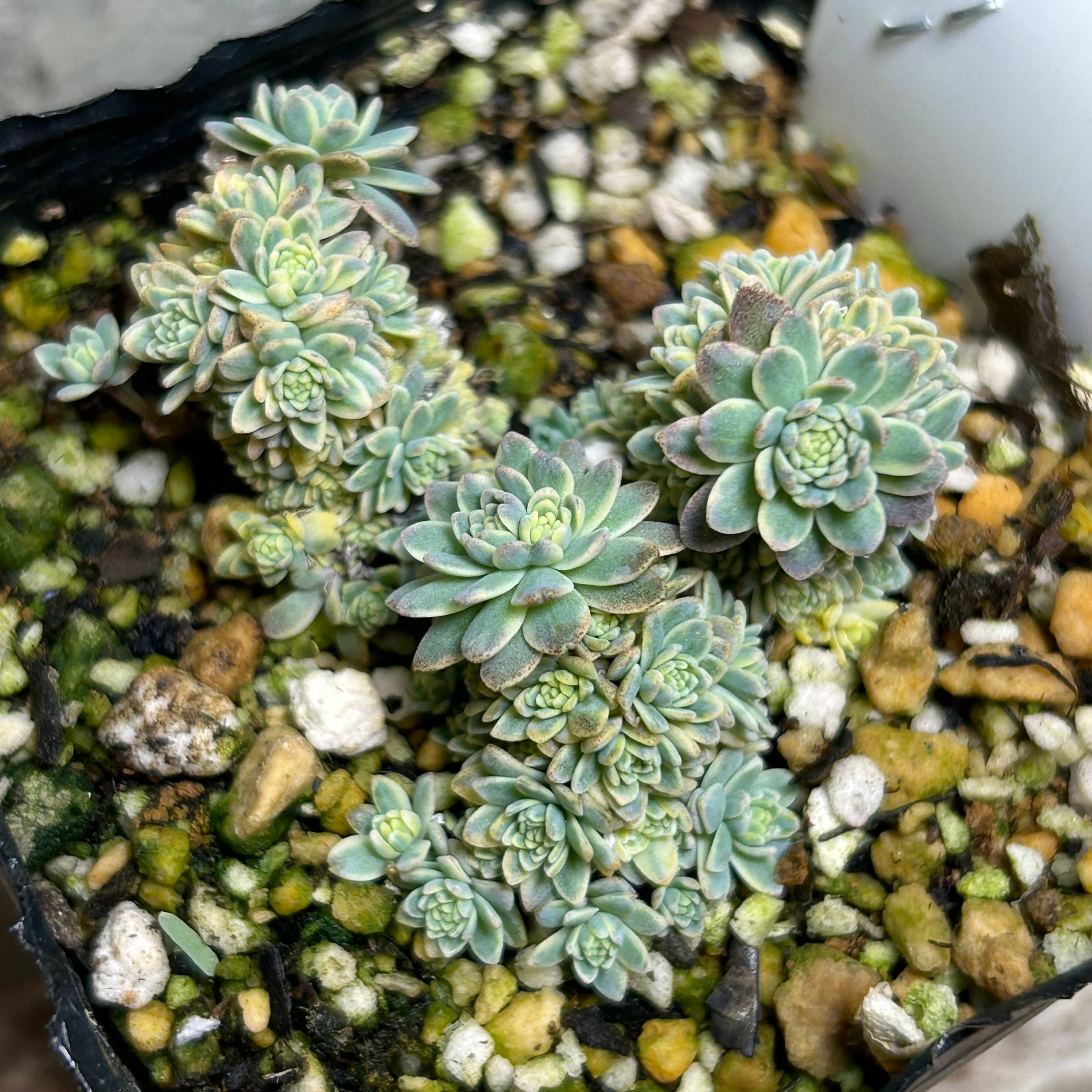 斑入りタカスソウ(限定1点) | RuPo 多肉植物専門店