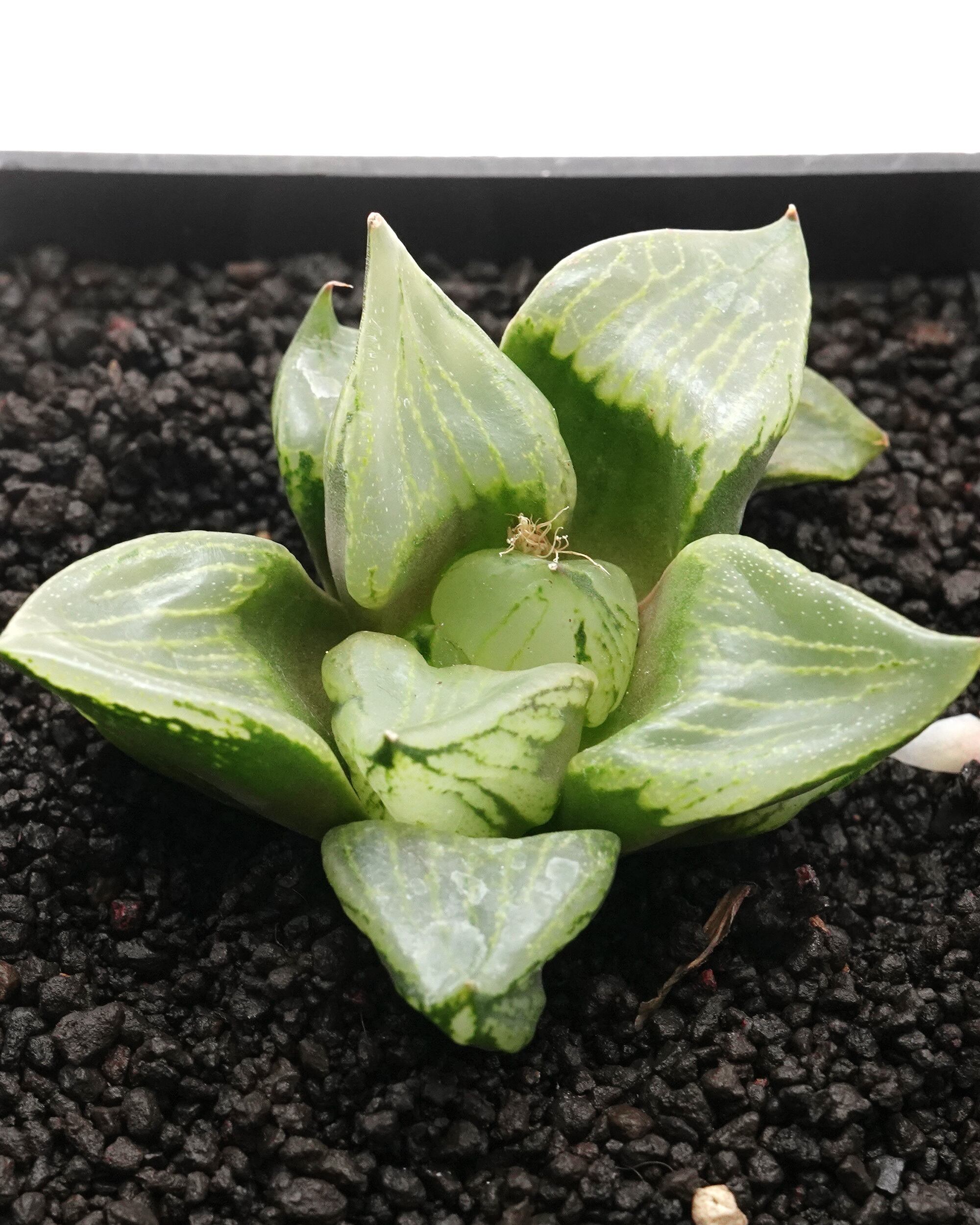 カット苗 ハオルチア 裏般若 日本最安値？！ Haworthia 'Ura Hannya