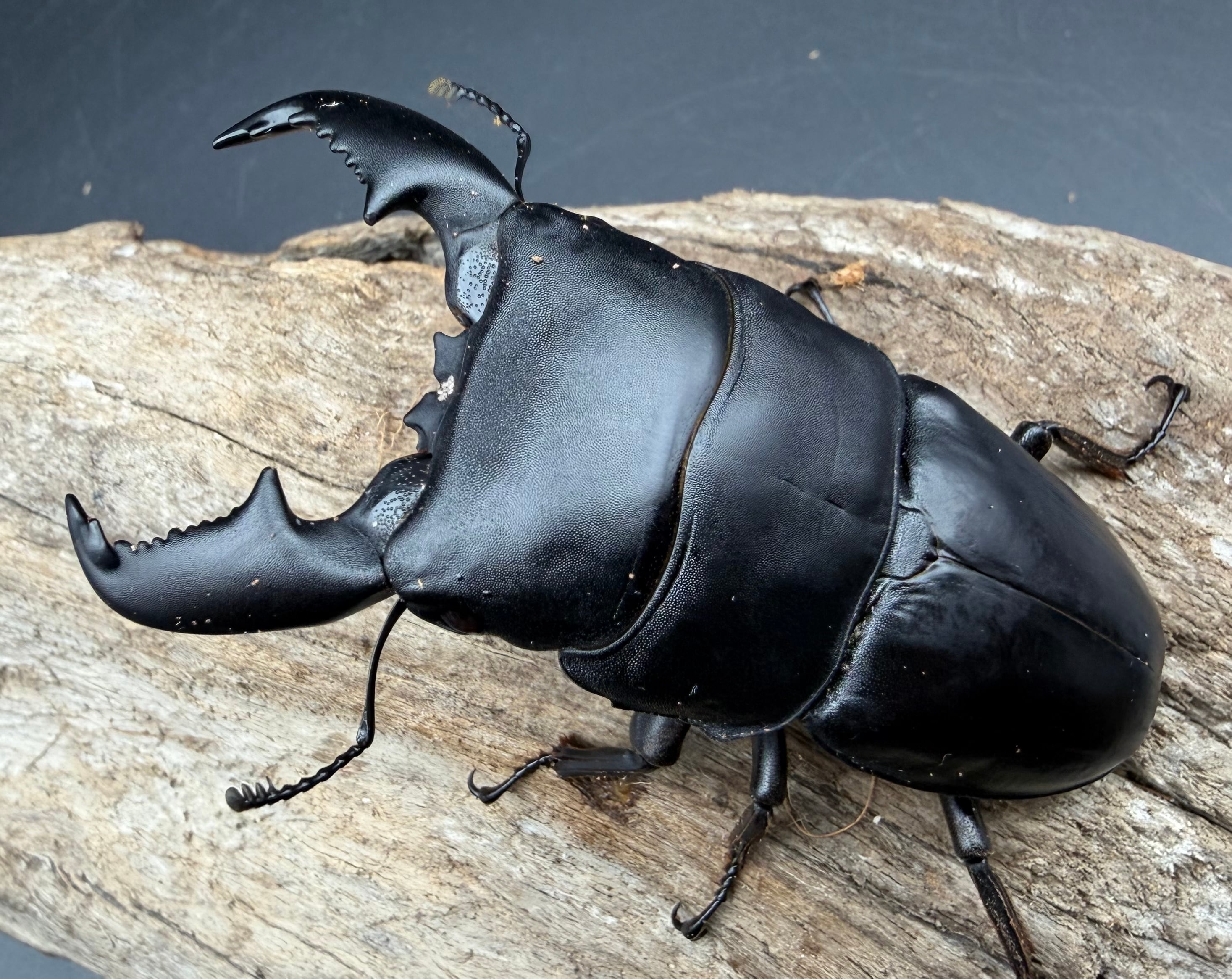 スマトラオオヒラタ　パラワンオオヒラタ　Ｂ品 WD】《スマトラオオヒラタ パダン産 80.5mm ペア》 | KPW公式