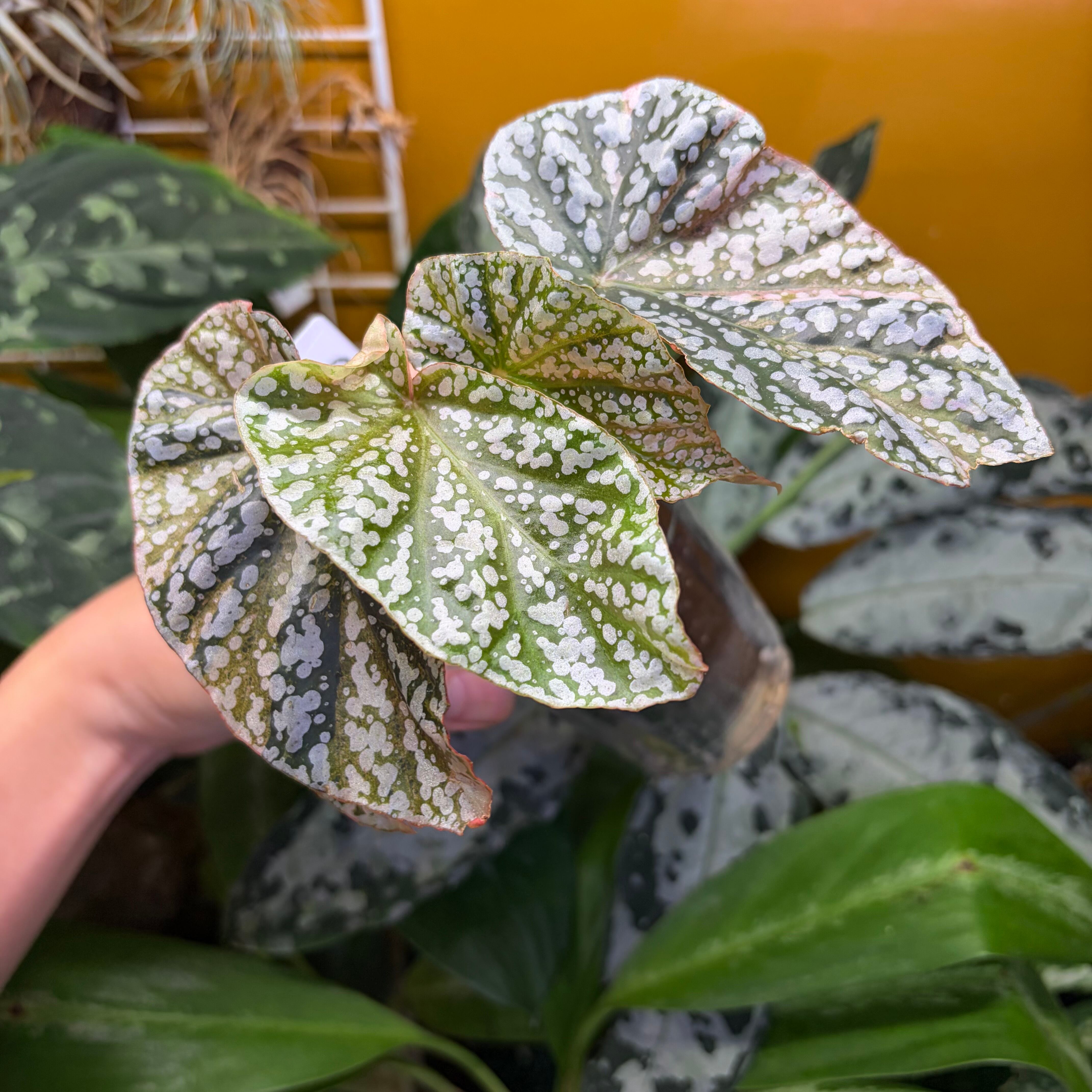 Begonia Snow Capped 'Pink Variegated' ベゴニア スノーキャップド