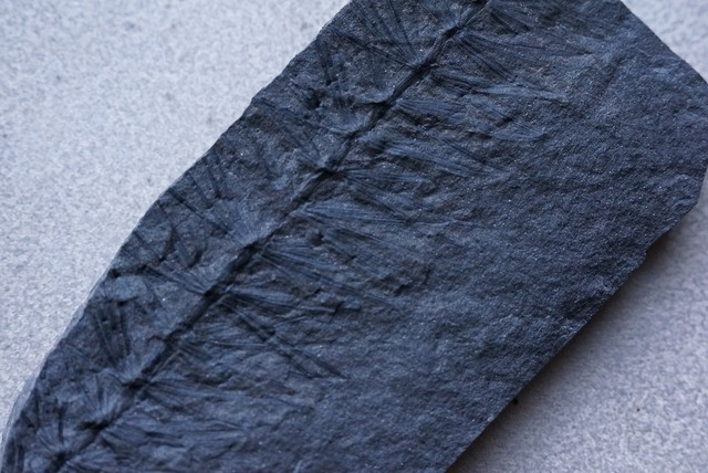 シダ化石 Astrophyllite equisetiformis