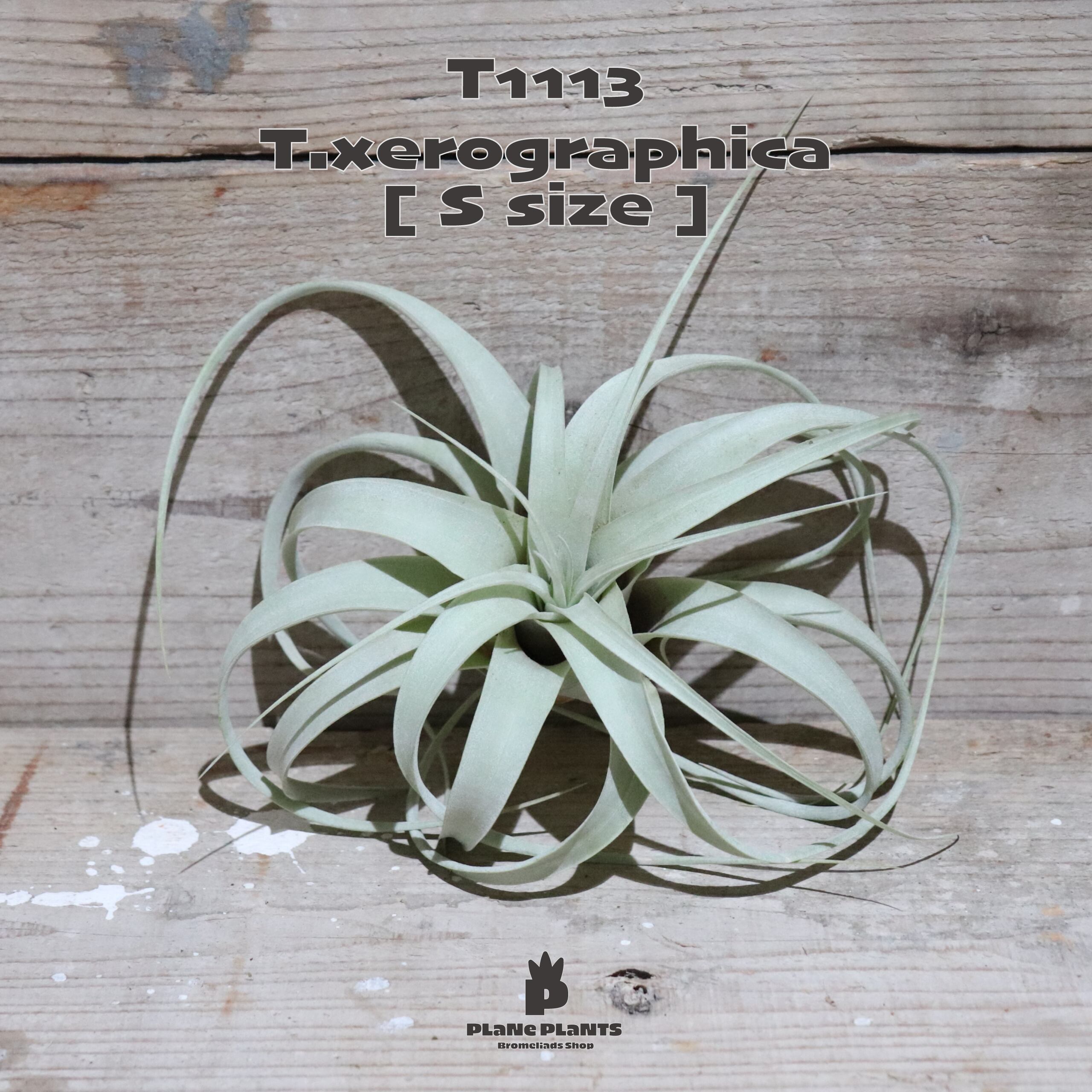 【送料無料】キセログラフィカ S〔エアプランツ〕現品発送T1113