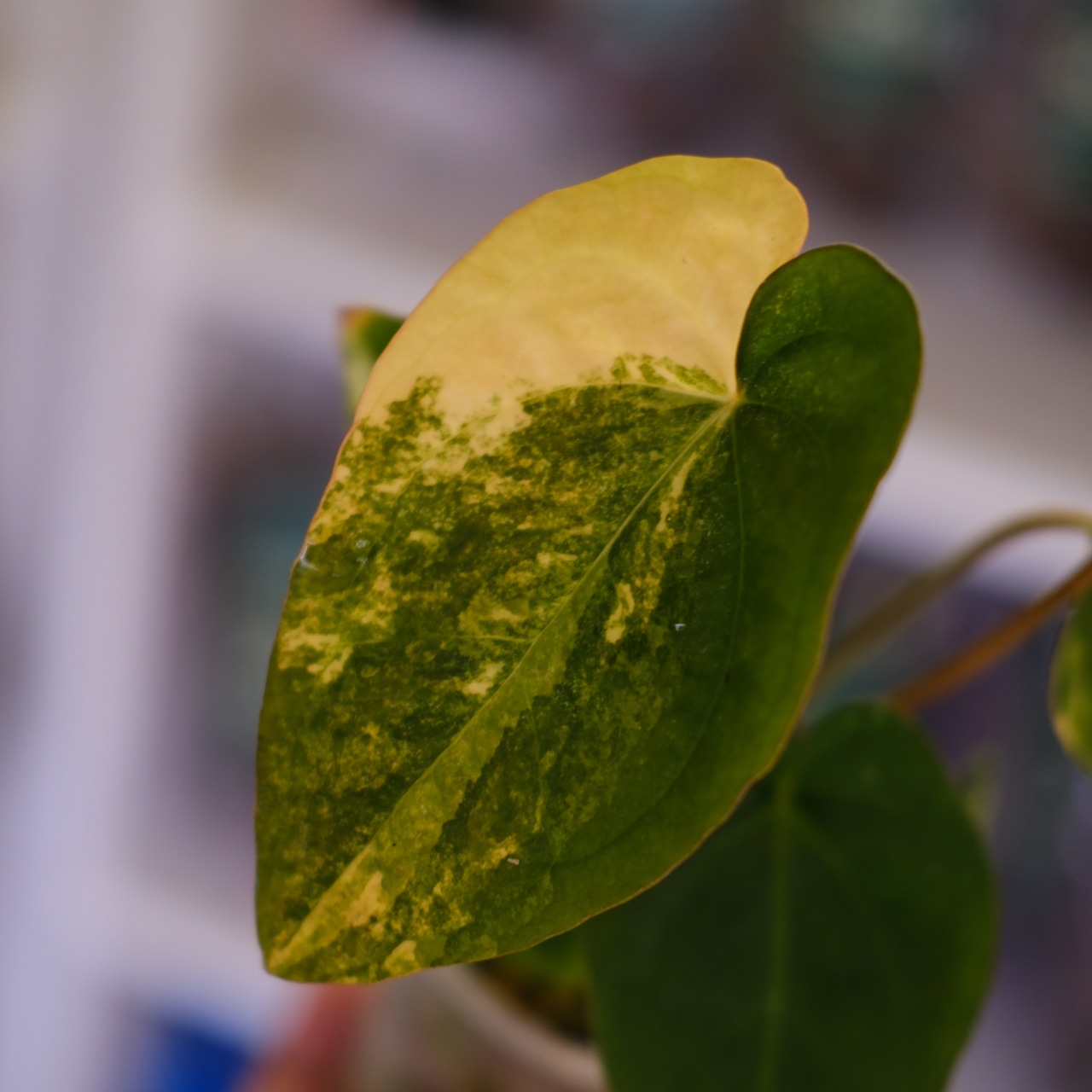 Anthurium (Papililaminum variegated × Crystallinum marble) × (Besseae × Papililaminum)⑦|アンスリウム|観葉植物