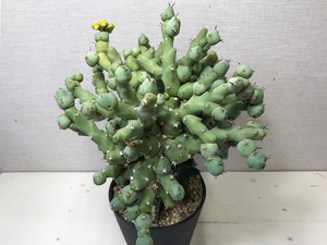 ユーフォルビア クリビコラ