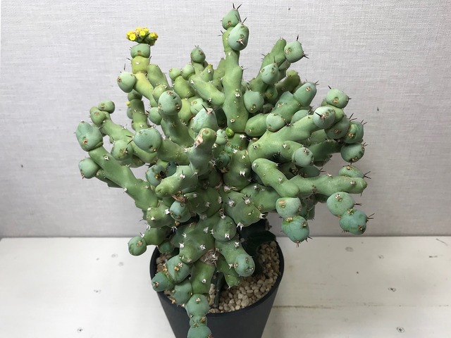 ユーフォルビア クリビコラ