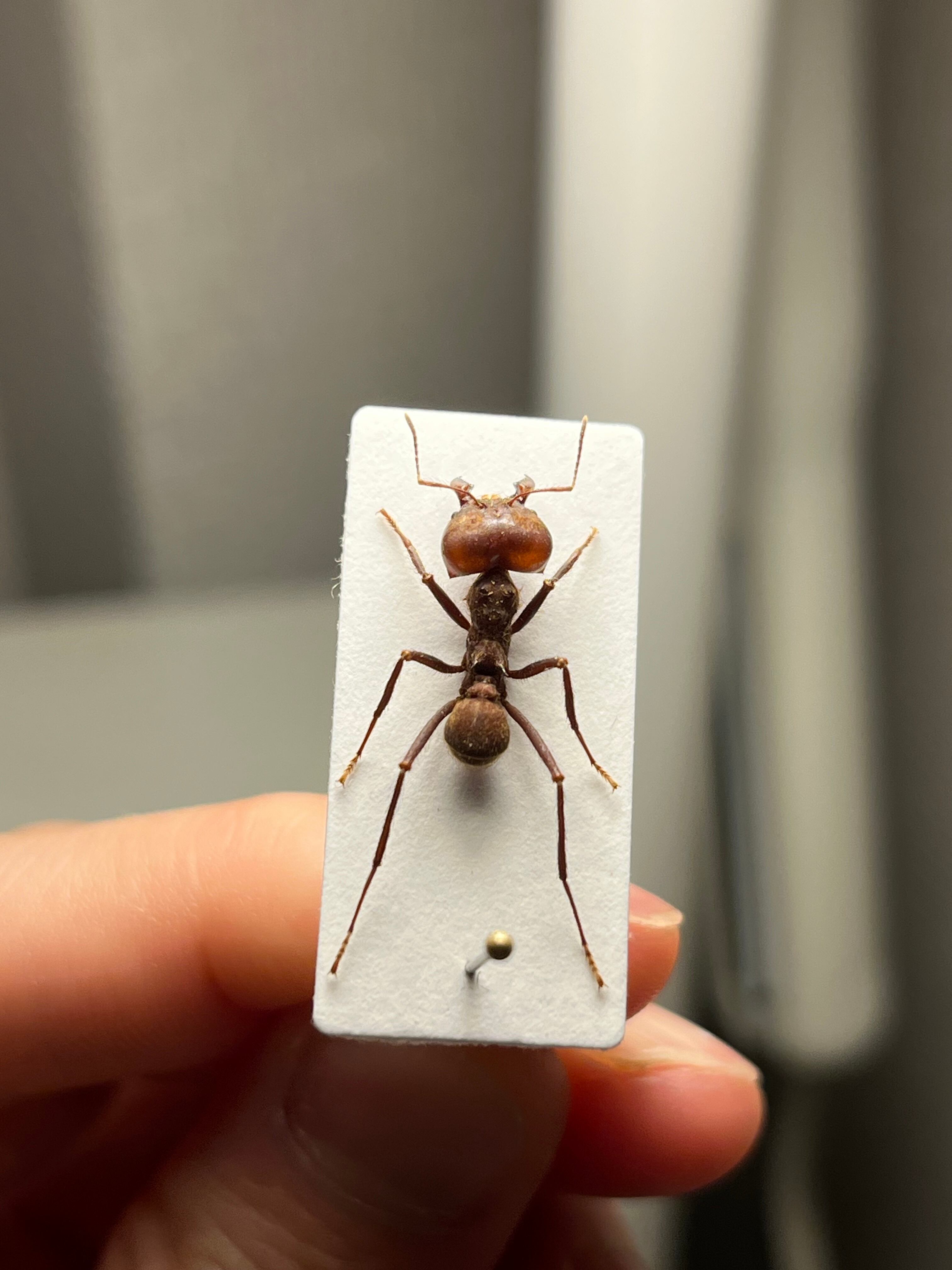 ホンウロコアリ Daceton パラポネラ あり 蟻 サシハリアリ クワガタ