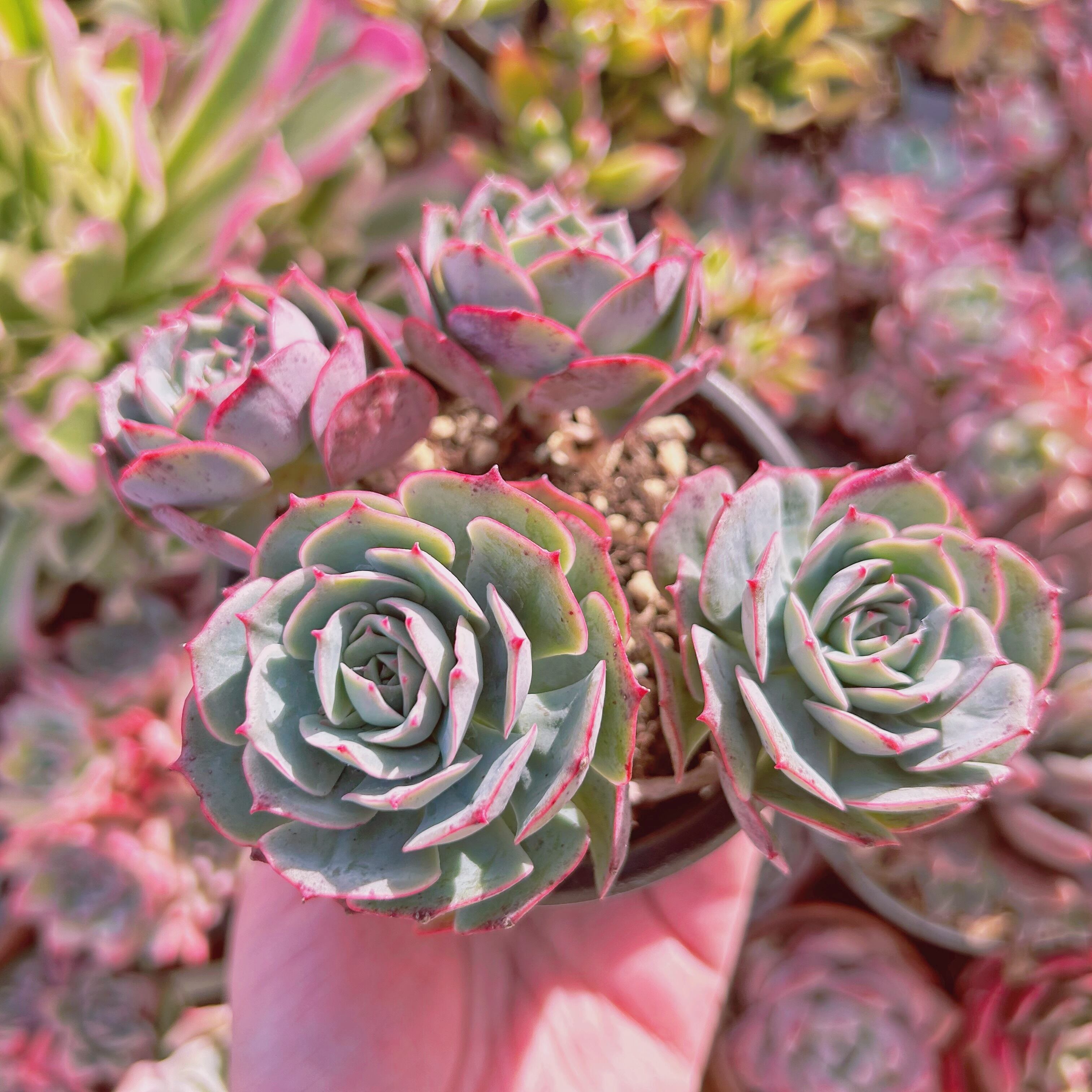 現物 多肉植物 Echeveria イタリアローズ | PAY ID