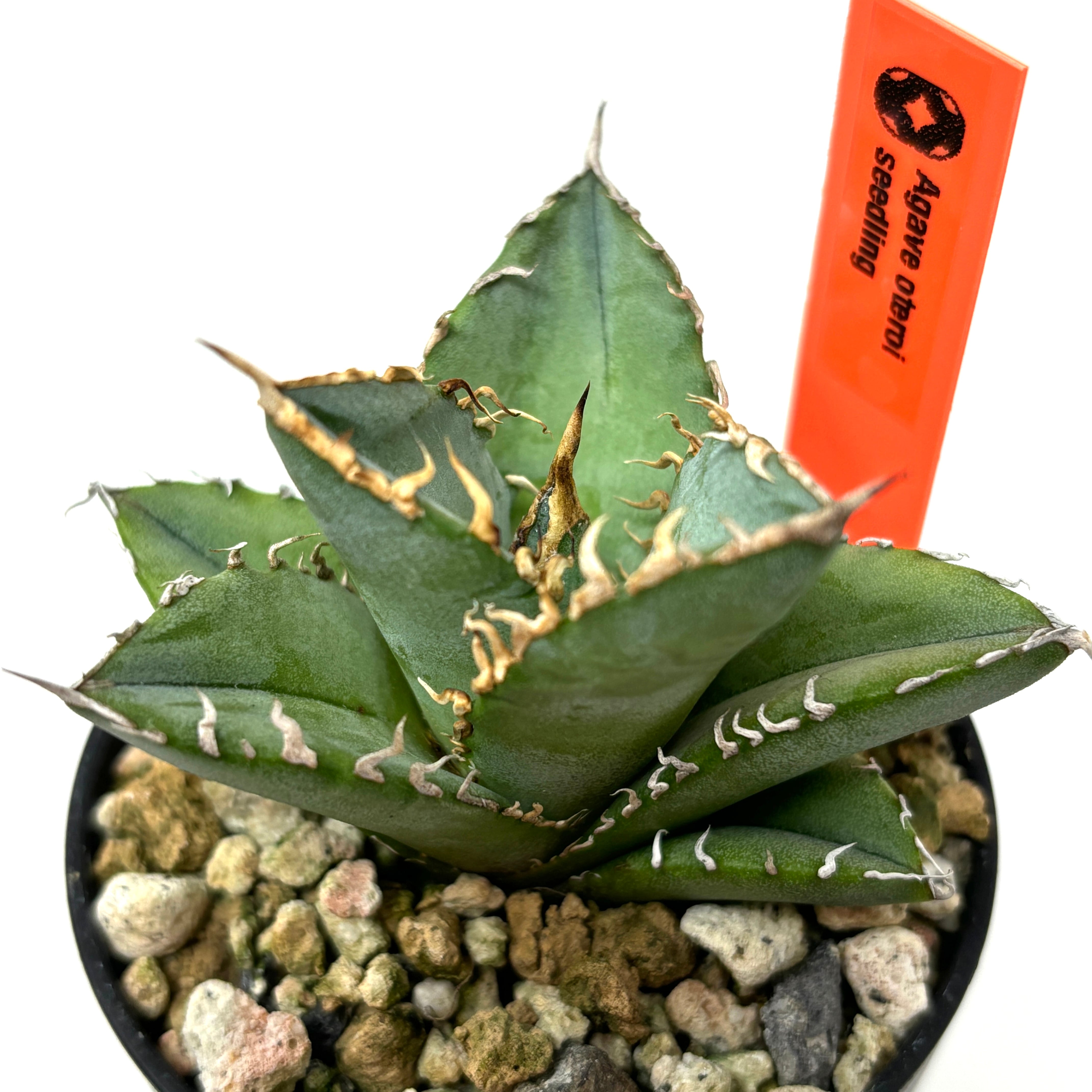 アガベ オテロイ 実生株⑨ 大株 