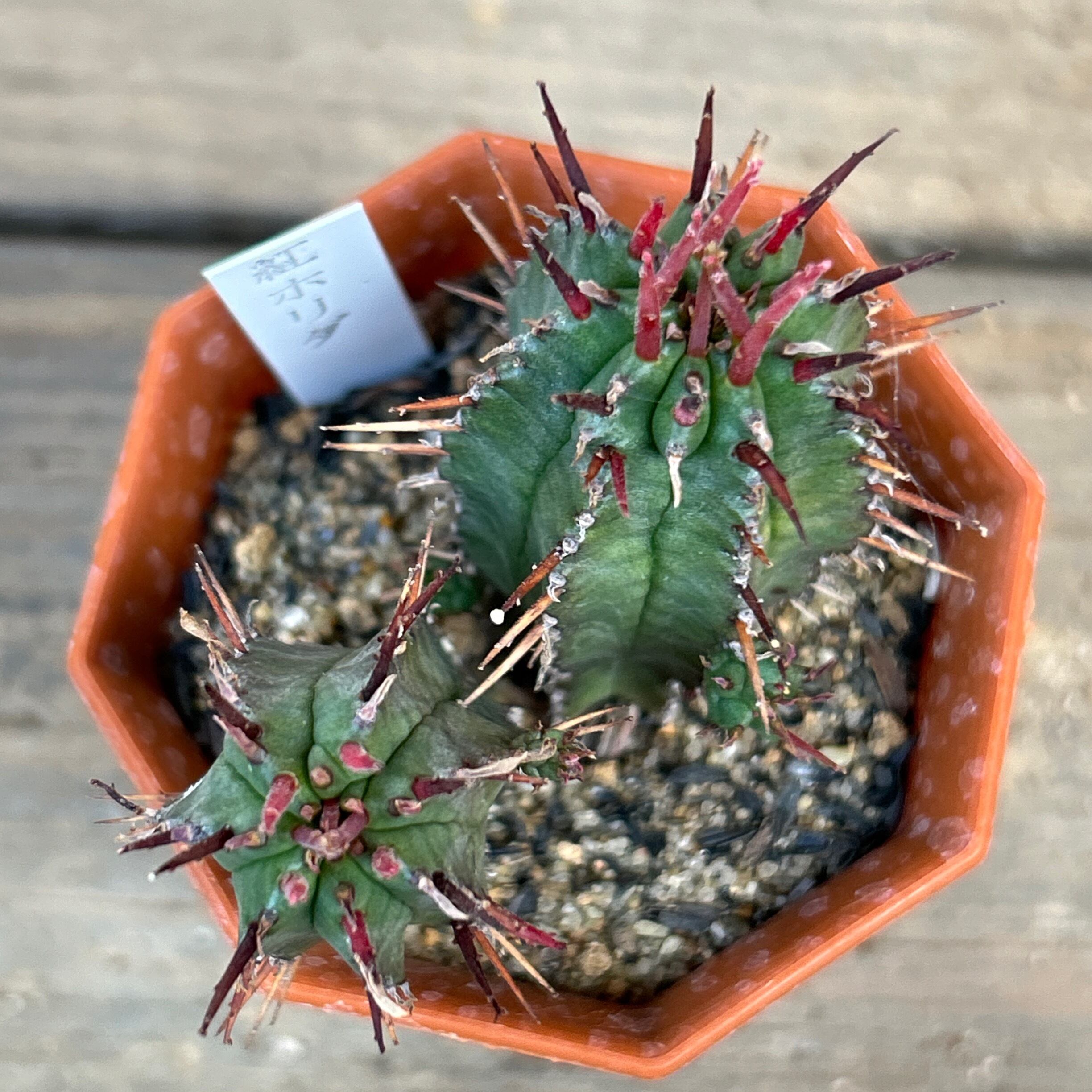 紅ホリダ(ユーフォルビア | RuPo 多肉植物専門店