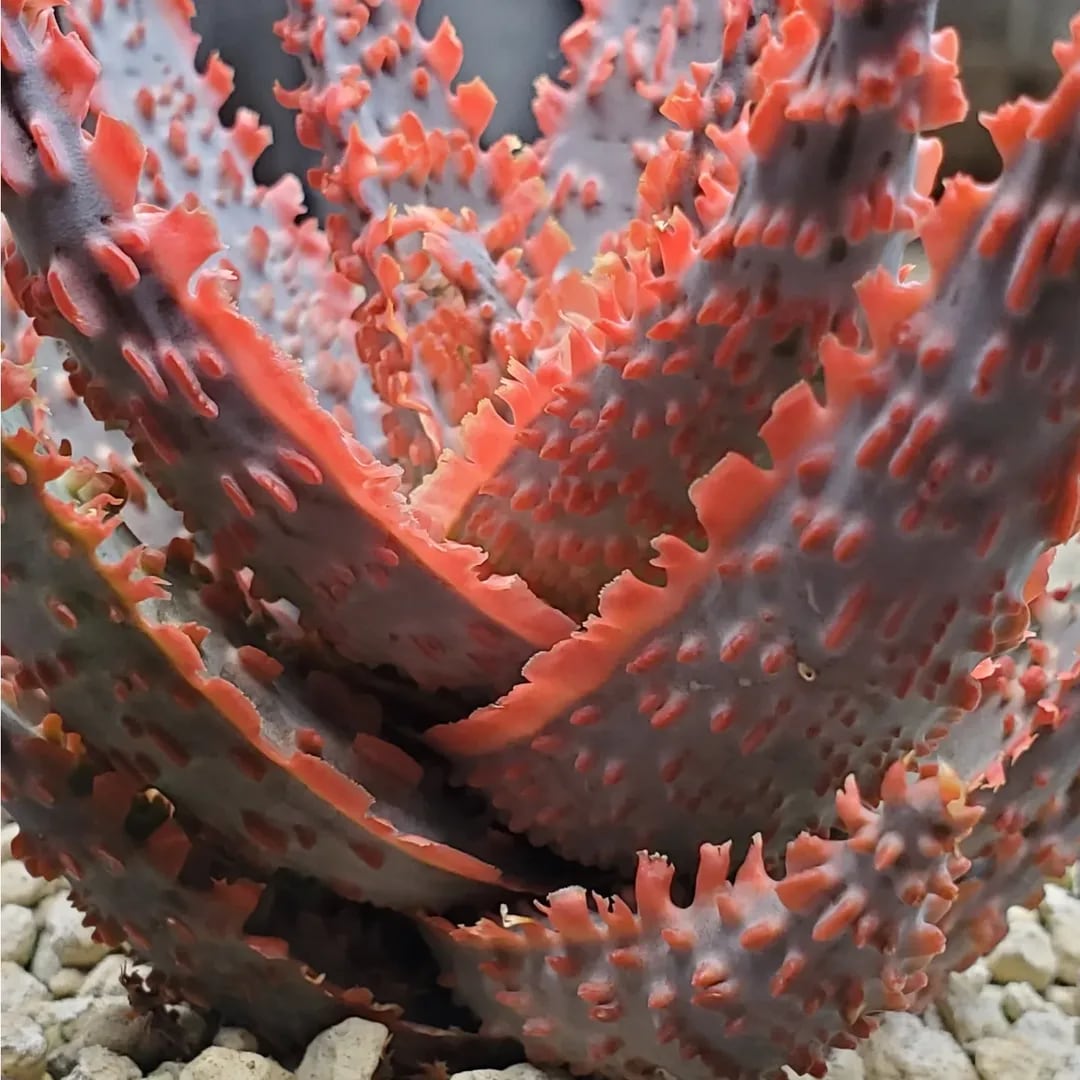 極上　belfiore succulent赤タグ　アロエハイブリッド子株　速達 アロエハイブリッド子株