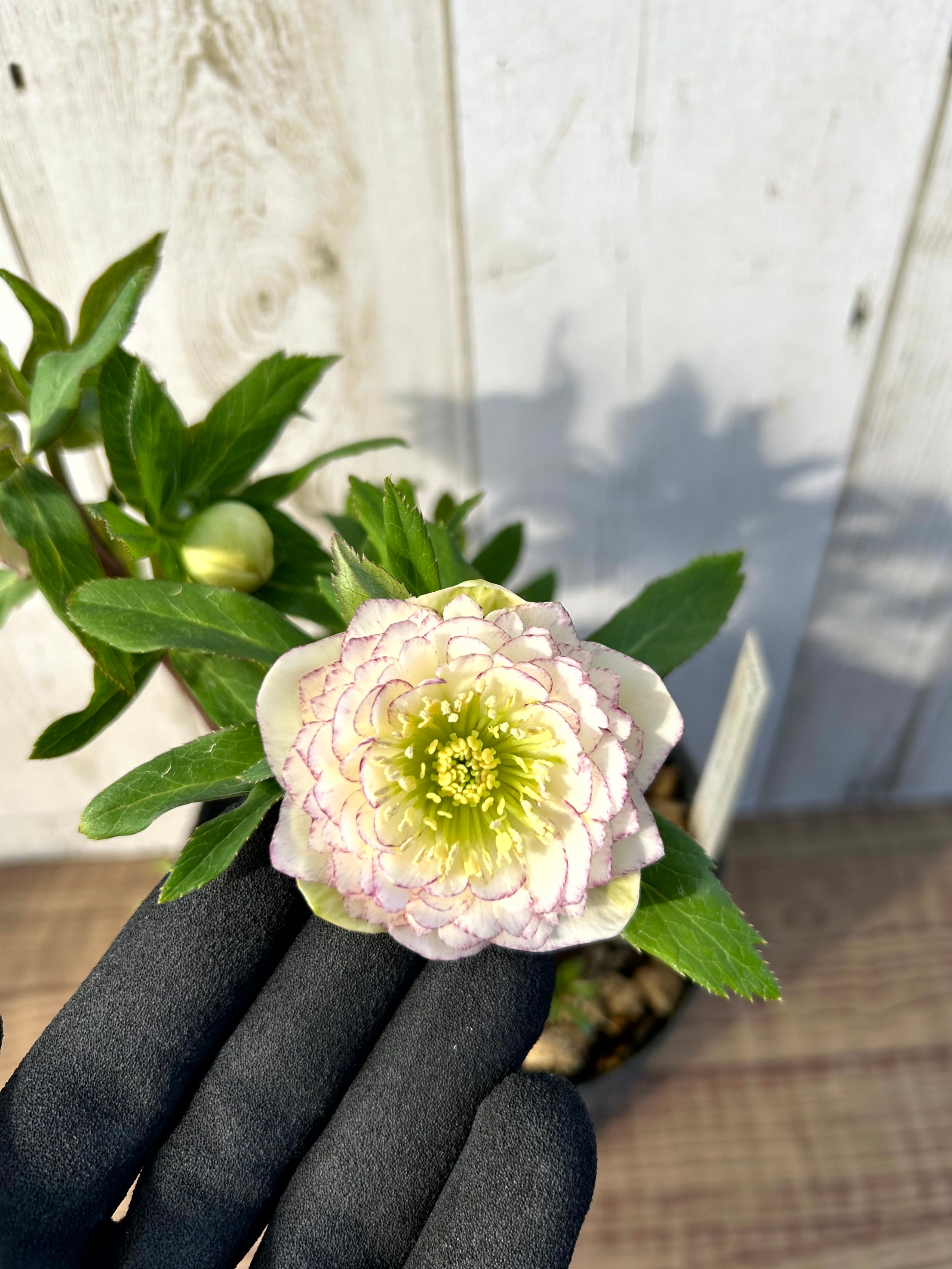 1/18up クリスマスローズ（加藤農園）【アンティーク アフロディーテ