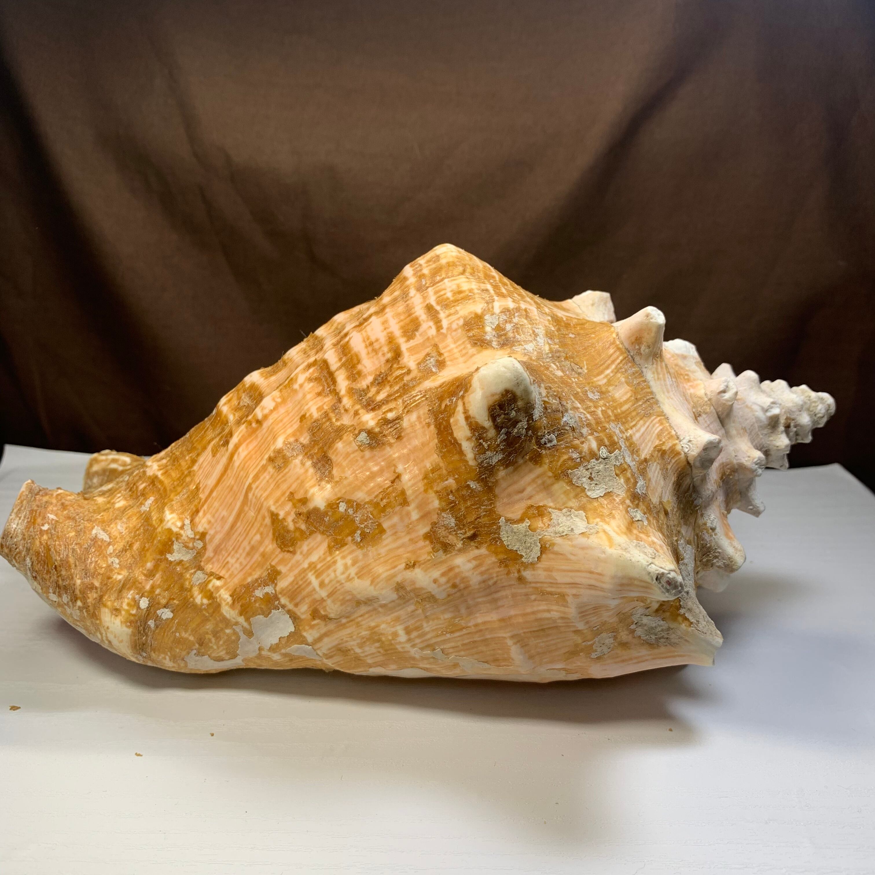 1.クイーンコンクシェル貝母・貝殻 | Naturaltreasure